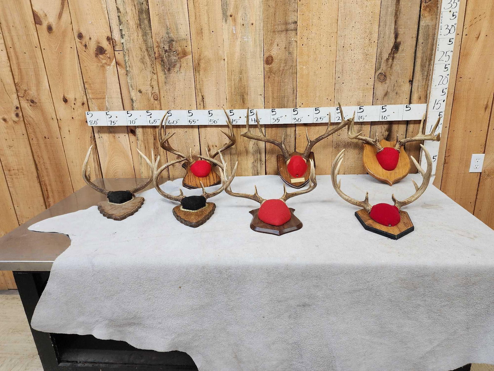 7 Sets Of Whitetail Antlers On Plaques (1 of 6)