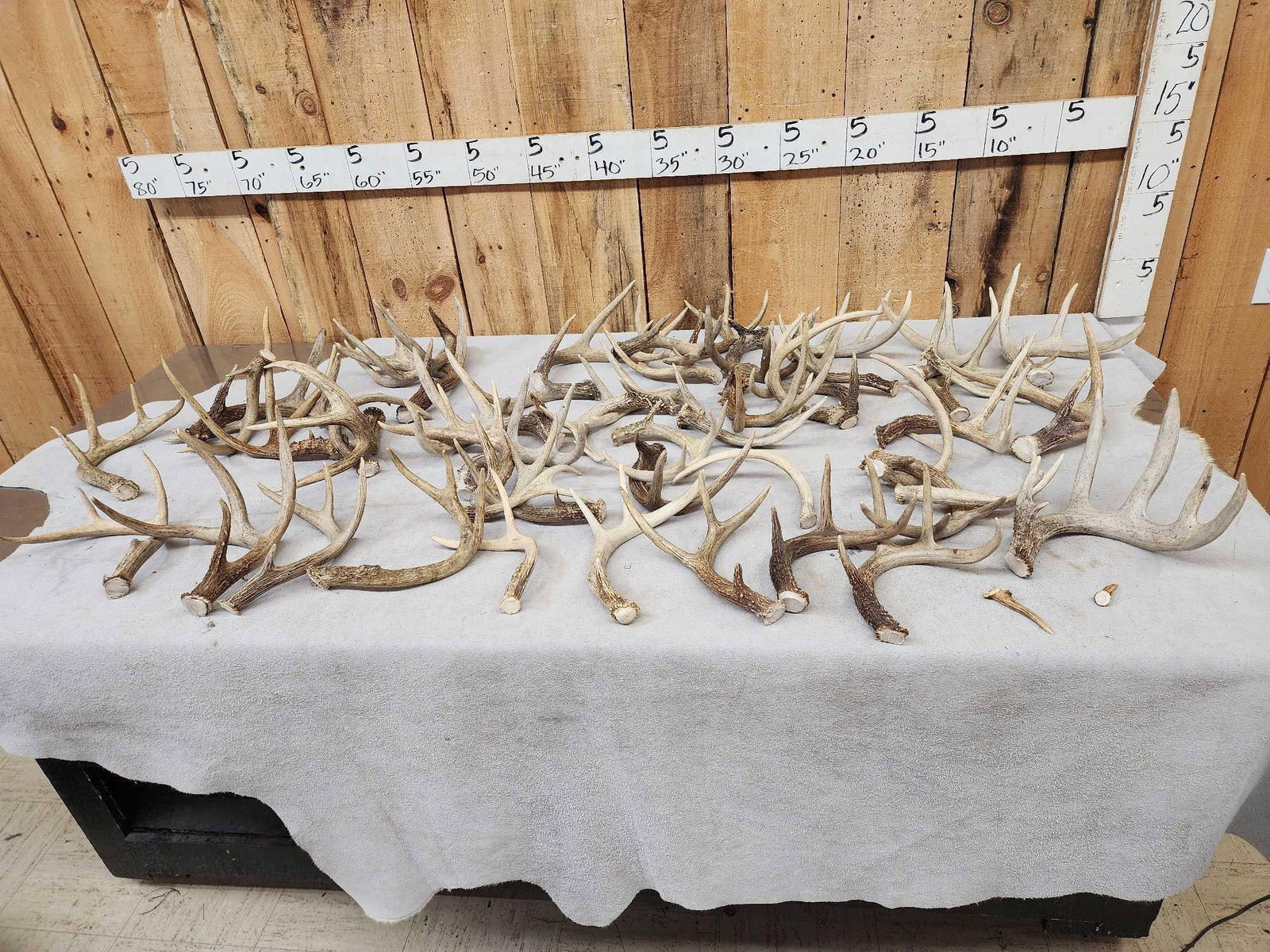 31.7 Lbs Of Whitetail Antlers (1 of 8)