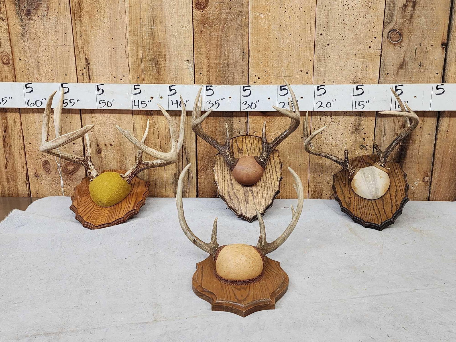 4 Sets Of Whitetail Antlers On Plaques (1 of 5)