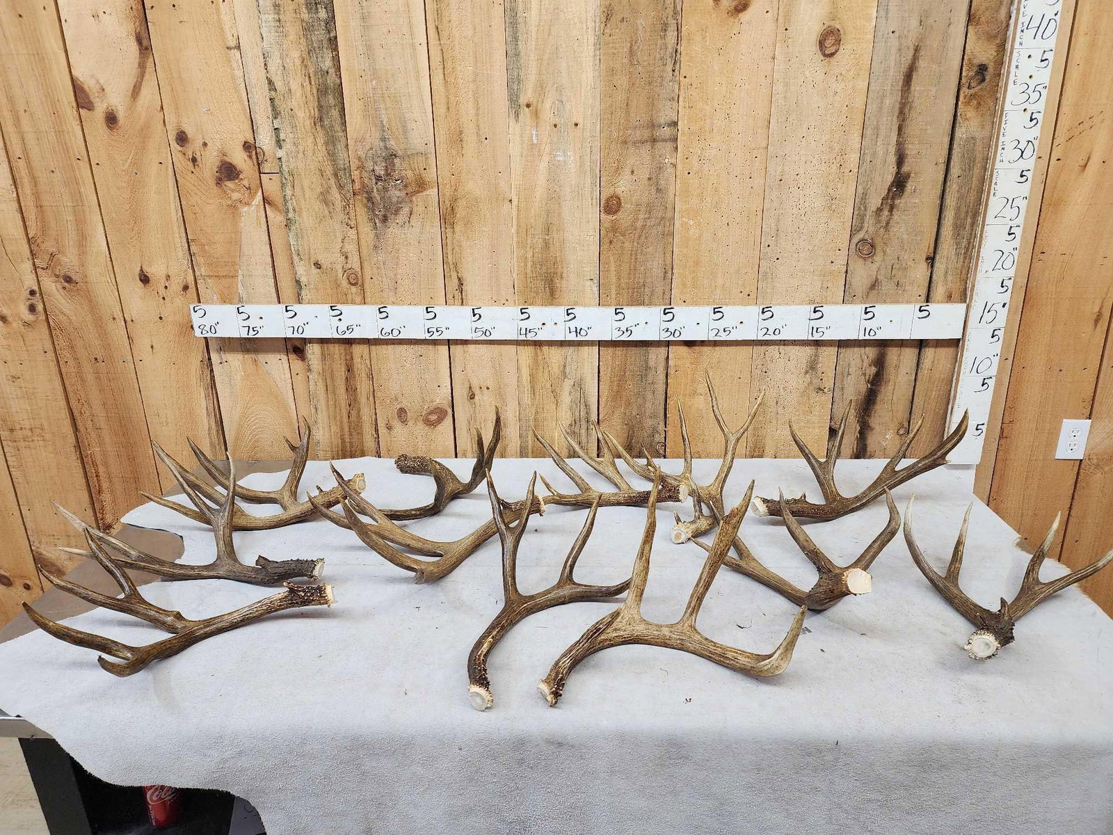 21.2 Lbs Of Mule Deer Antlers Cut Below The Burr (1 of 6)