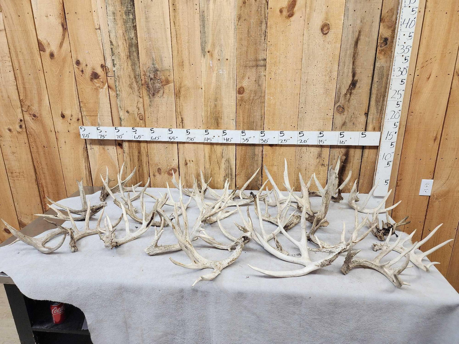 33.3 Lbs Of Whitetail Cut Off Antlers (1 of 5)