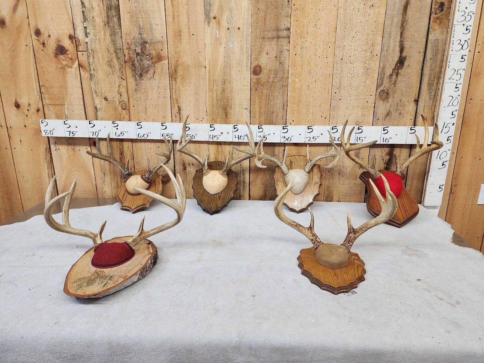 6 Sets Of Whitetail Antlers On Plaques (1 of 7)