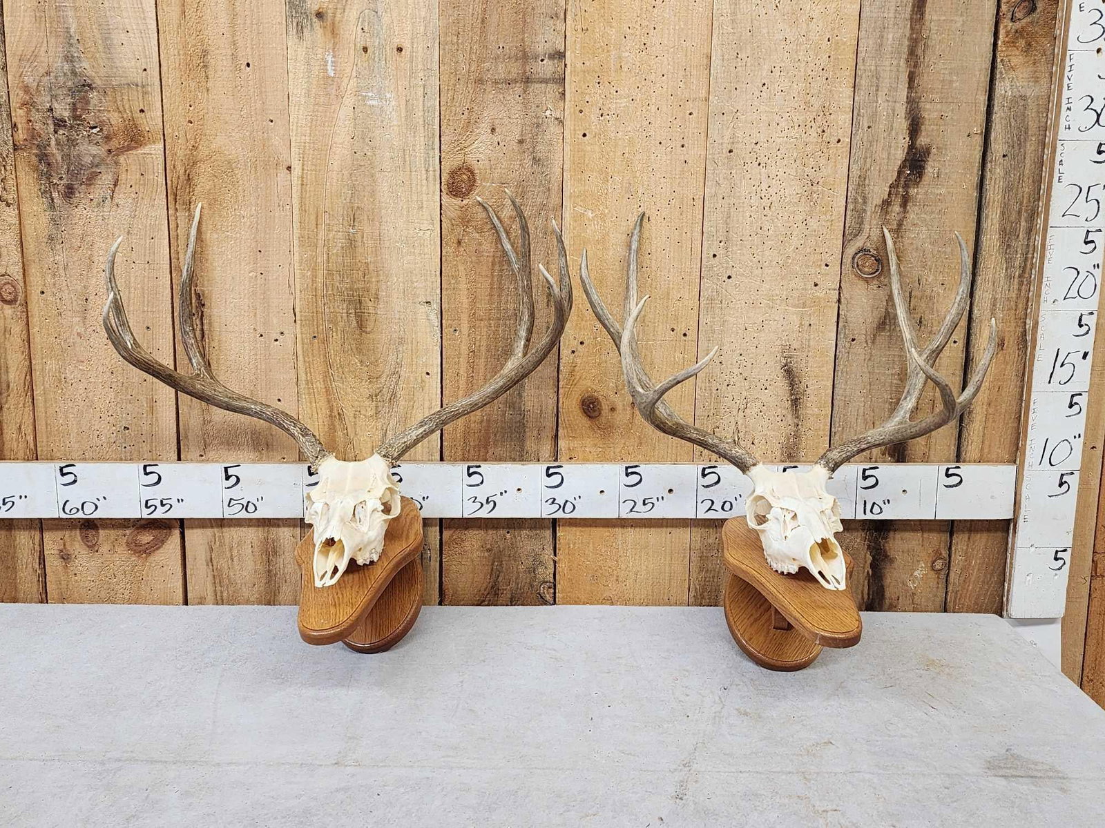 2 Mule Deer Skulls On Hanging Displays (1 of 3)