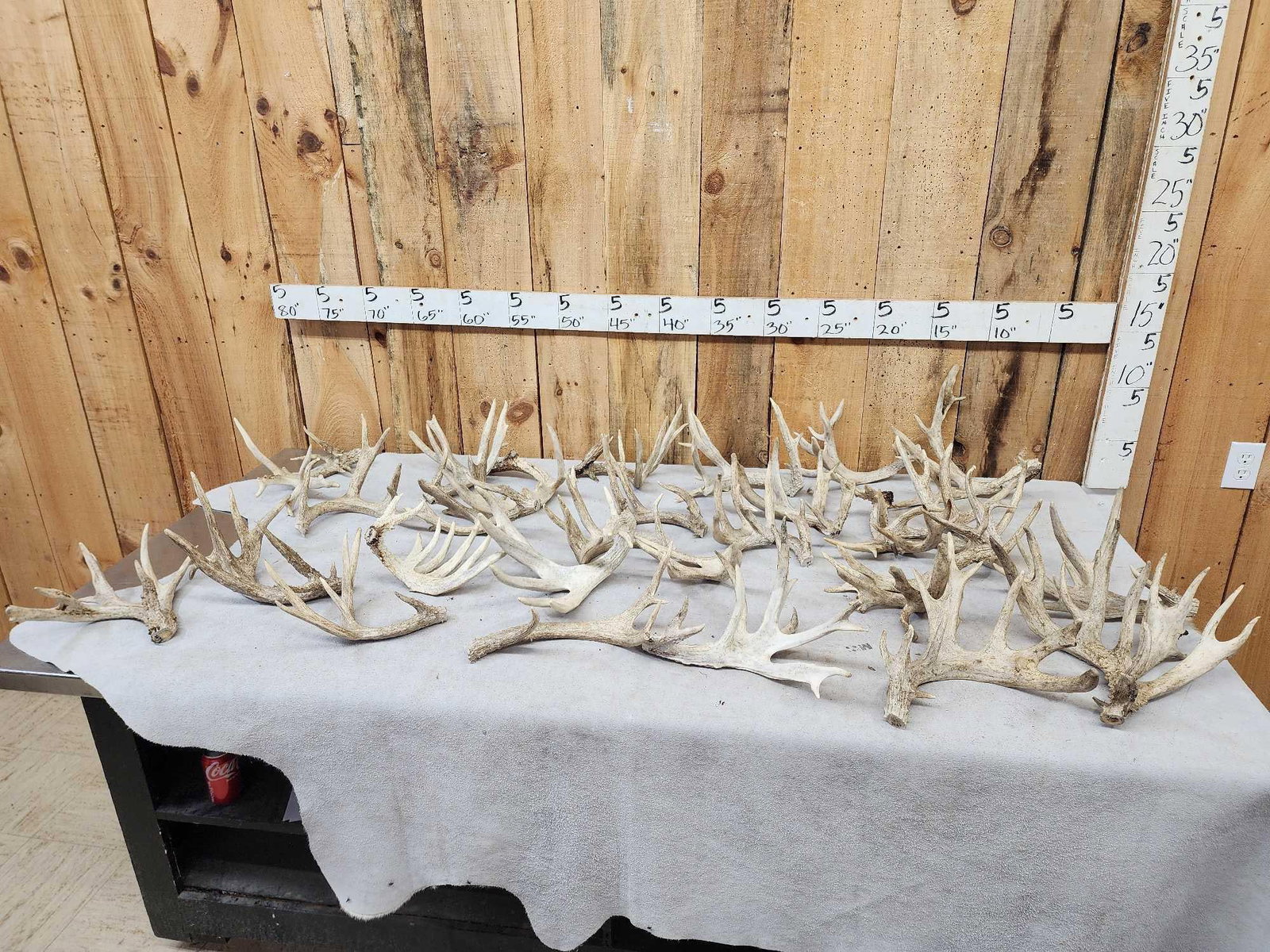 36.5 Lbs Of Cut Off Whitetail Antlers (1 of 6)