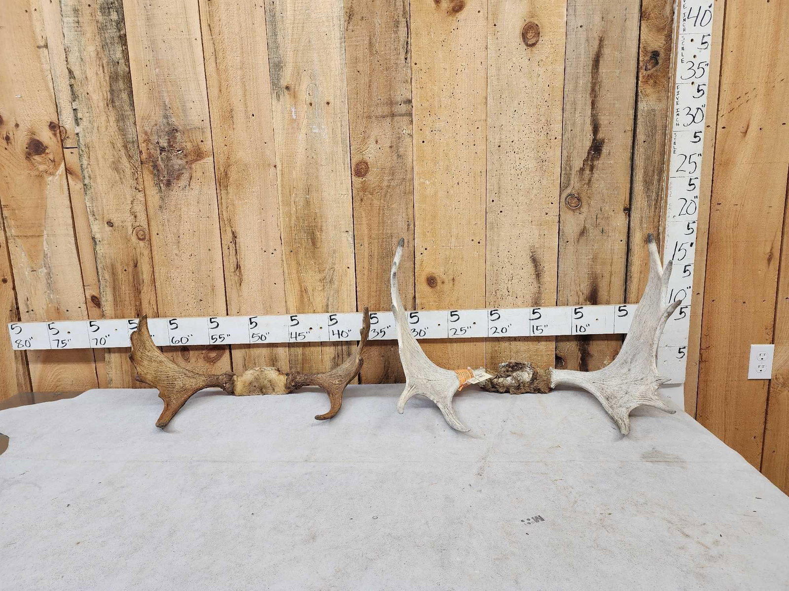 2 Sets Of Moose Antlers On Skull Plate: 49.99 Great for crafts or decor