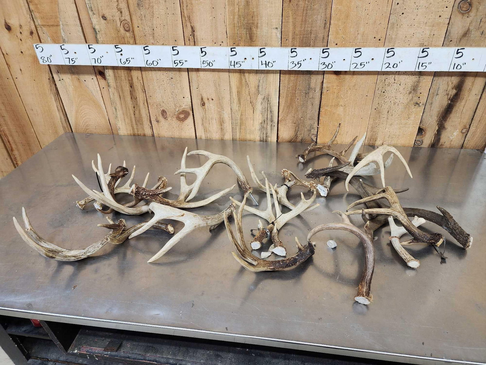 16.9 Lbs Of Whitetail Antlers Cut Below The Burr (1 of 3)