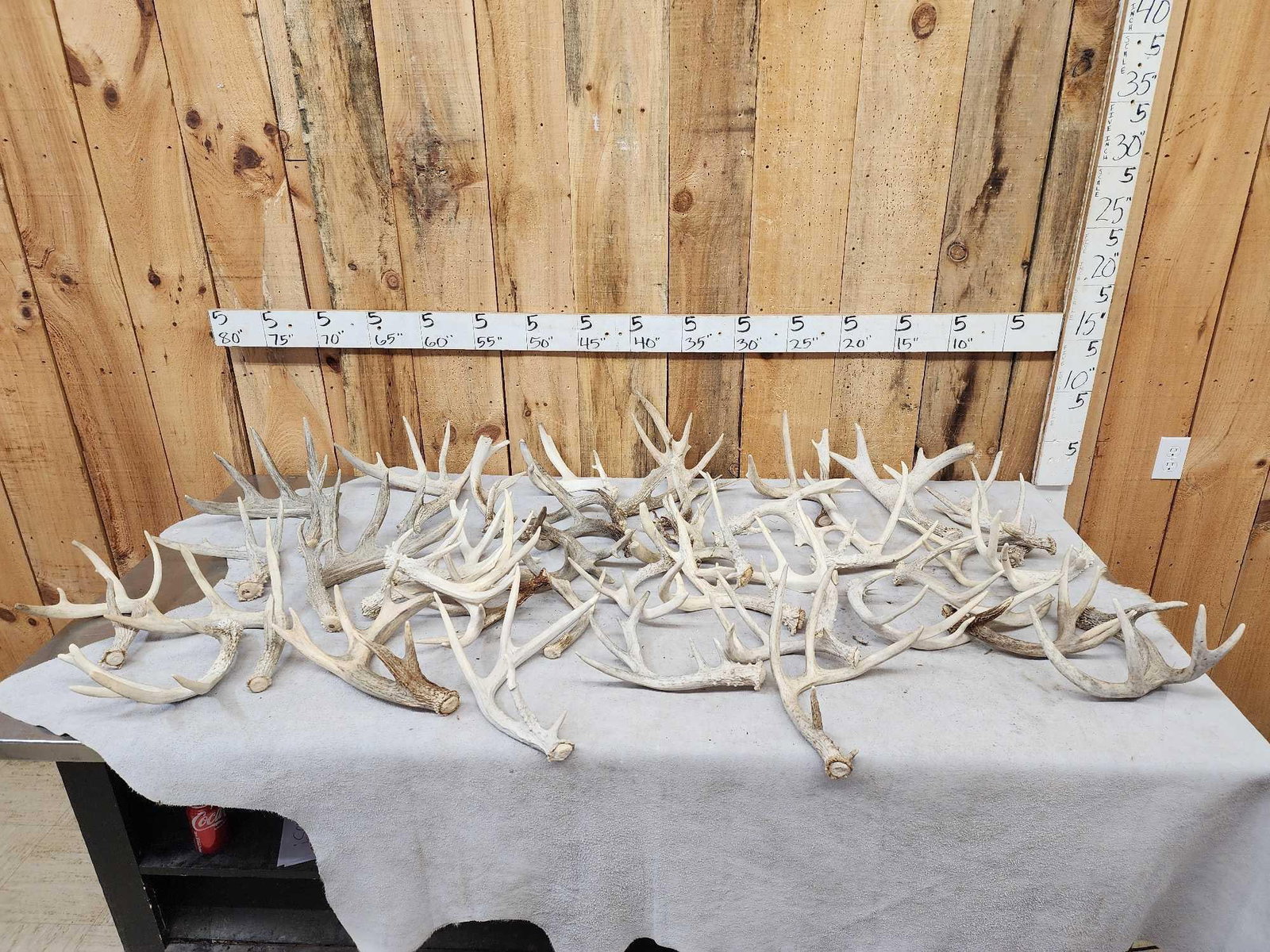 40.3 Lbs Of Whitetail Shed Antlers (1 of 8)