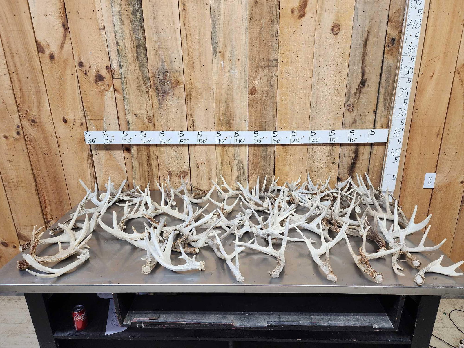 44.6 Lbs Of Whitetail Shed Antlers (1 of 9)