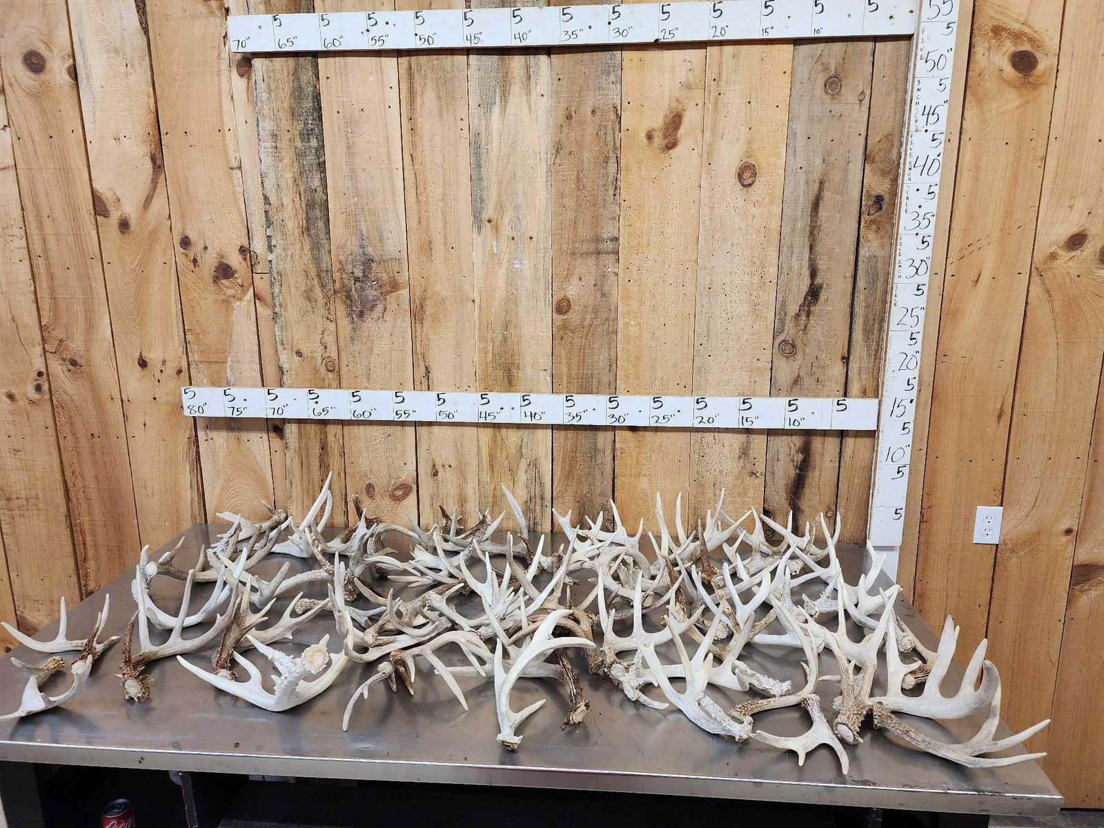 41 Lbs Of Whitetail Shed Antlers (1 of 8)