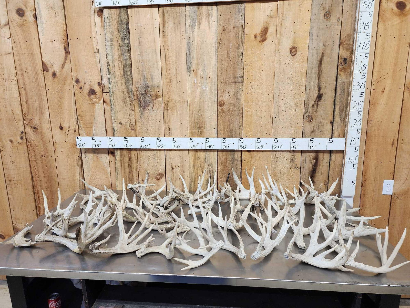 44.2 Lbs Of Whitetail Cut Off Antlers (1 of 6)