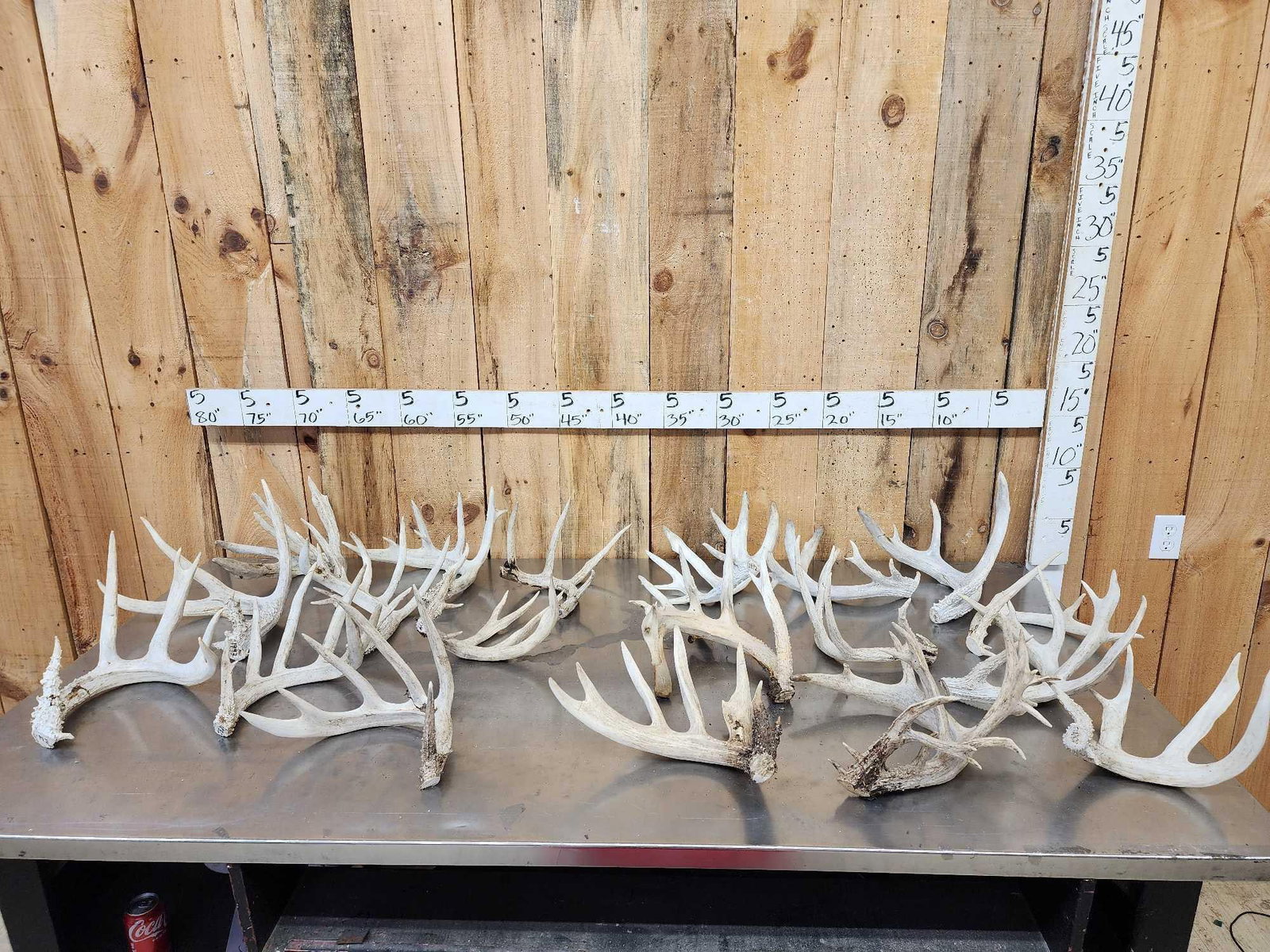 32.9 Lbs Of Whitetail Cut Off Antlers (1 of 7)