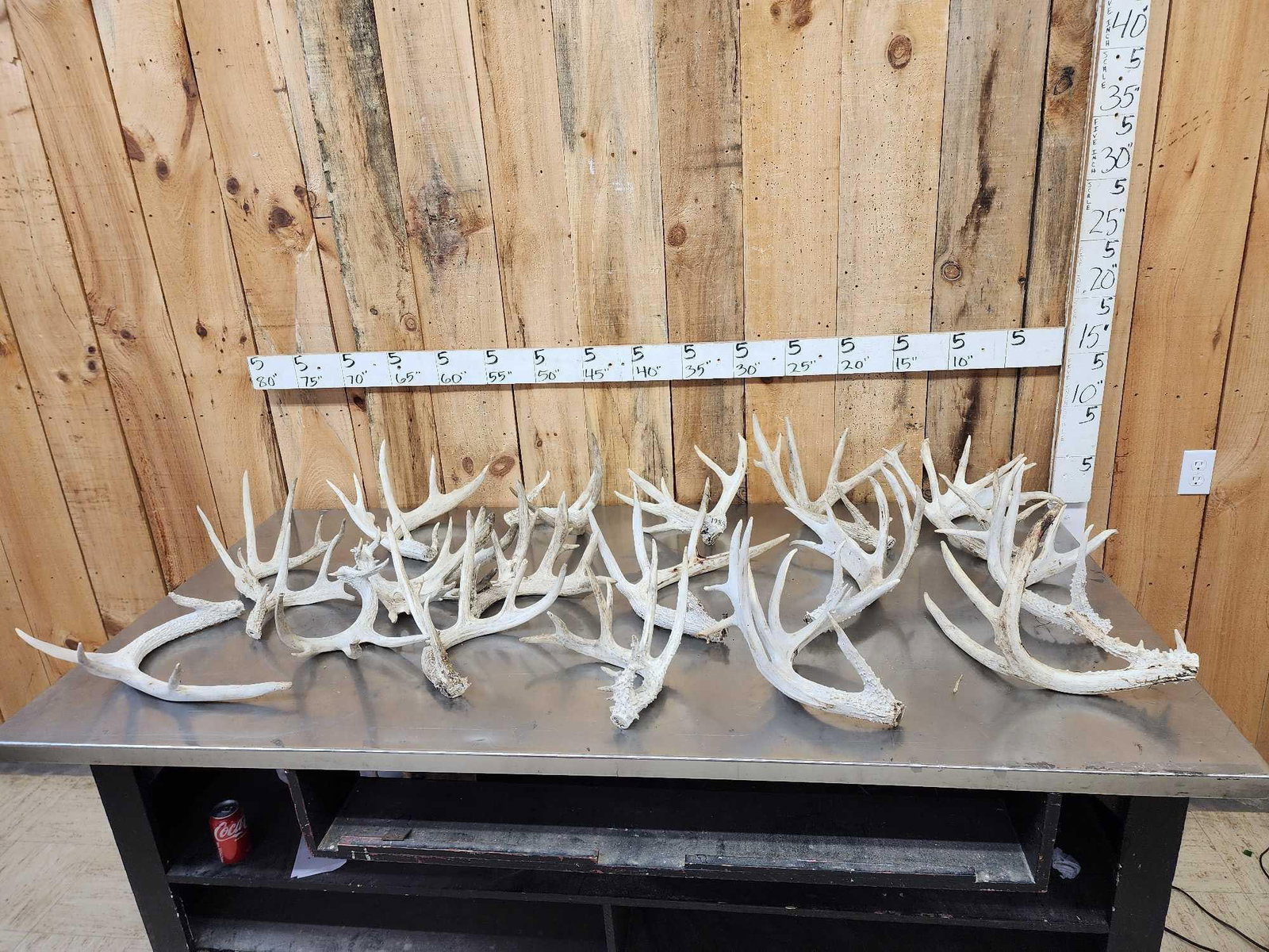 32 Lbs Of Whitetail Cut Off Antlers (1 of 7)