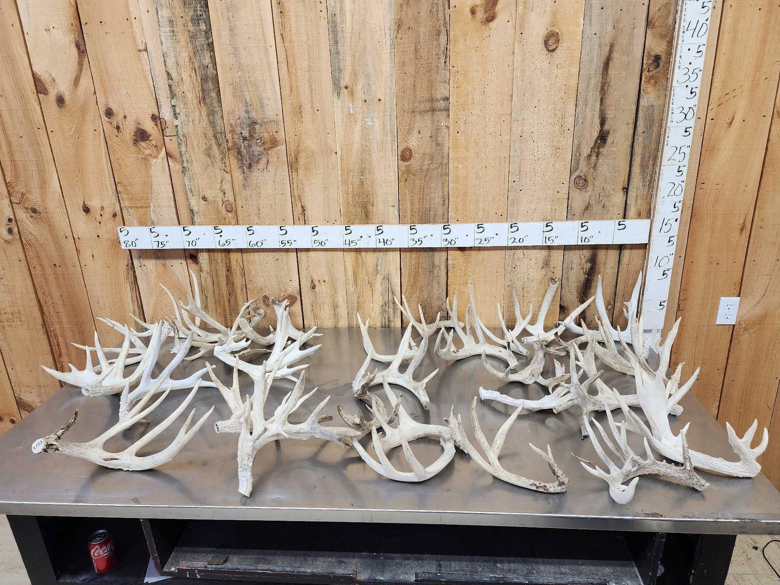29 Lbs Of Whitetail Cut Off Antlers (1 of 7)