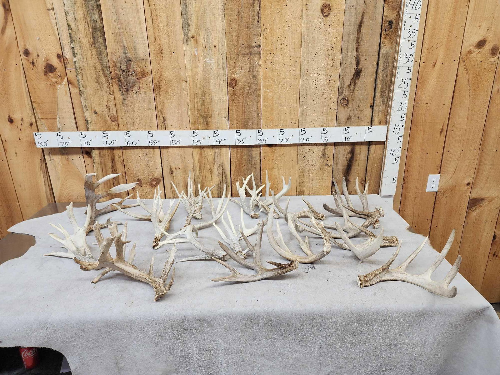 23.8 Lbs Of Whitetail Shed Antlers (1 of 7)