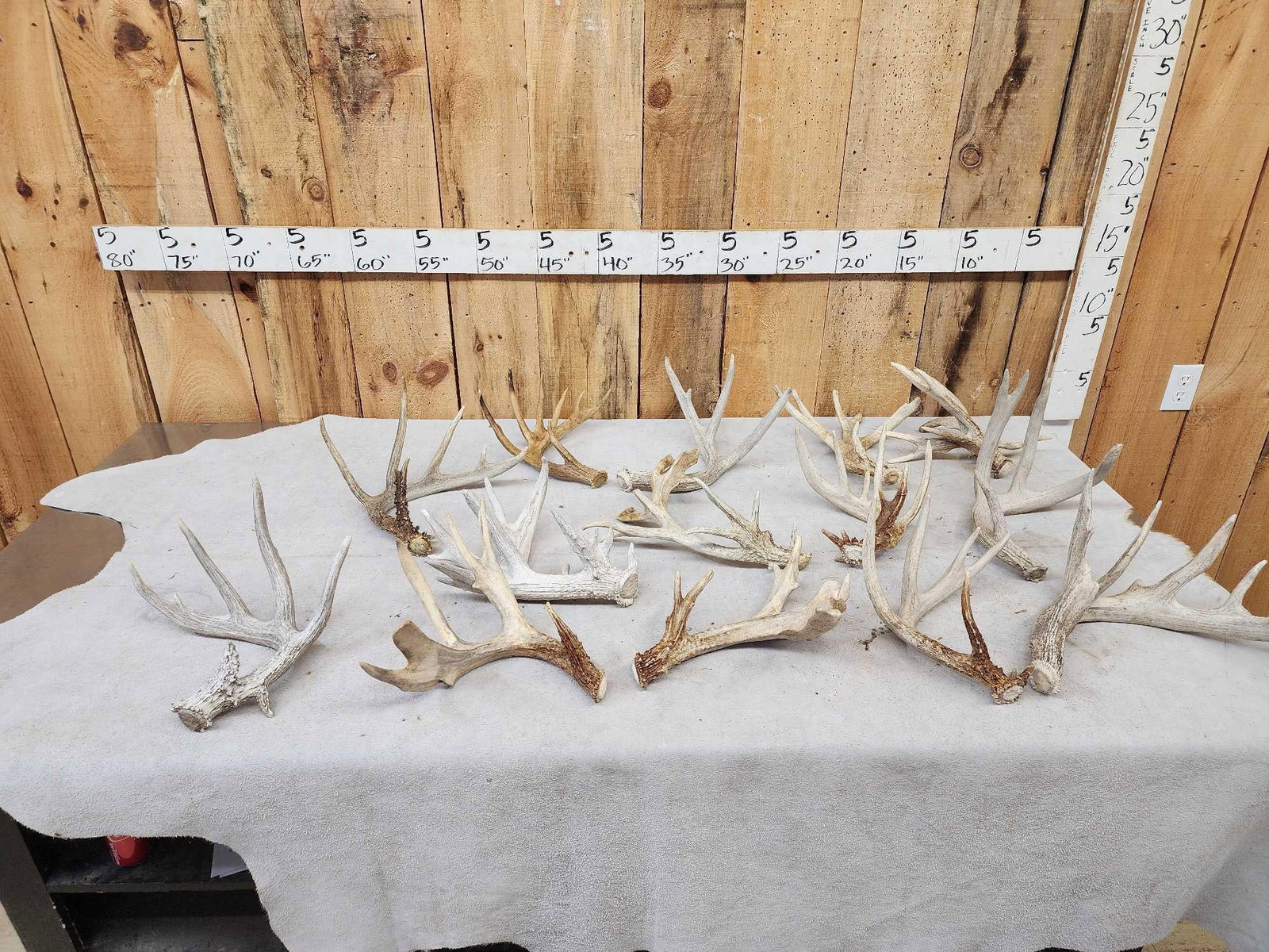 21.6 Lbs Of Whitetail Shed Antlers (1 of 6)