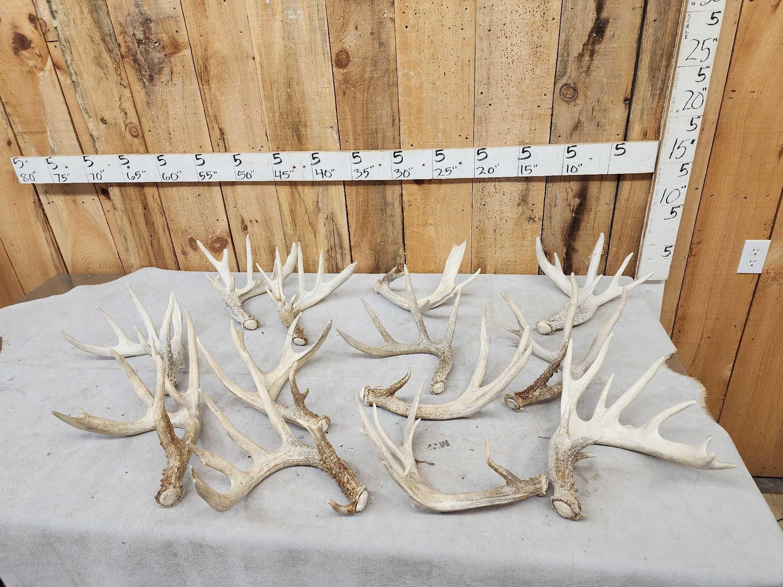 21.2 Lbs Of Whitetail Shed Antlers (1 of 5)