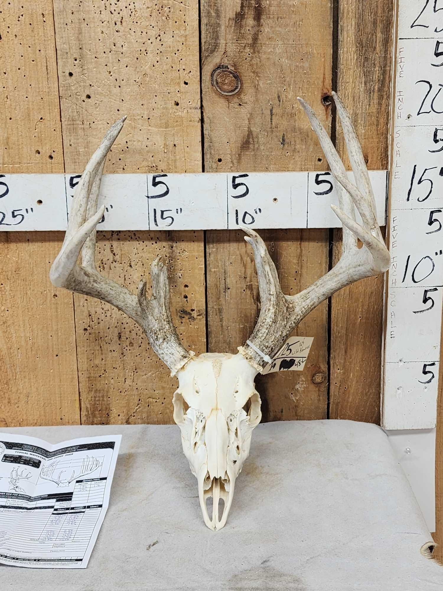164 5/8" Wild Kansas Whitetail Antlers On Skull: 65.25 Good mass throughout