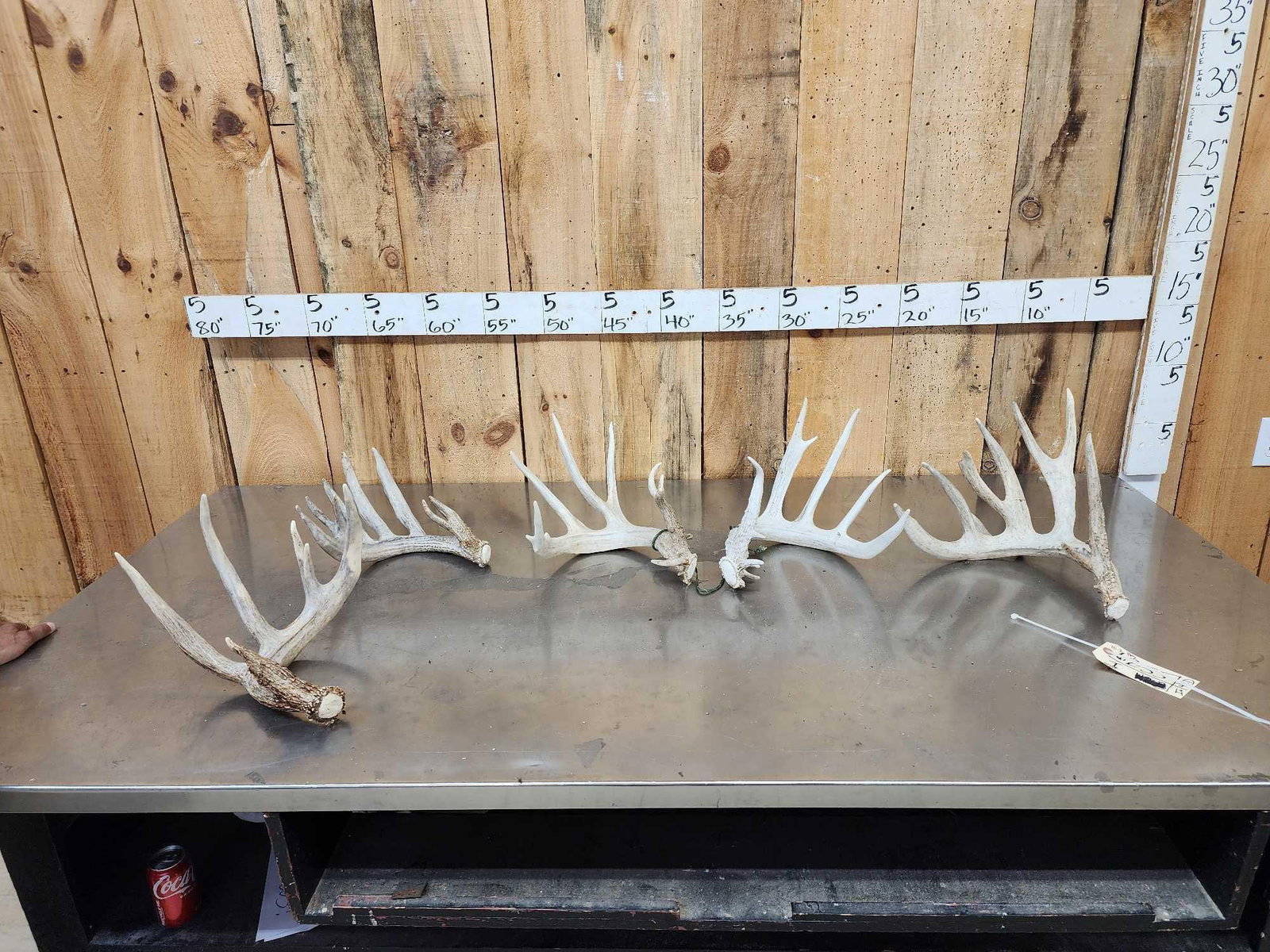Collection Of Trophy Class Whitetail Shed Antlers (1 of 5)