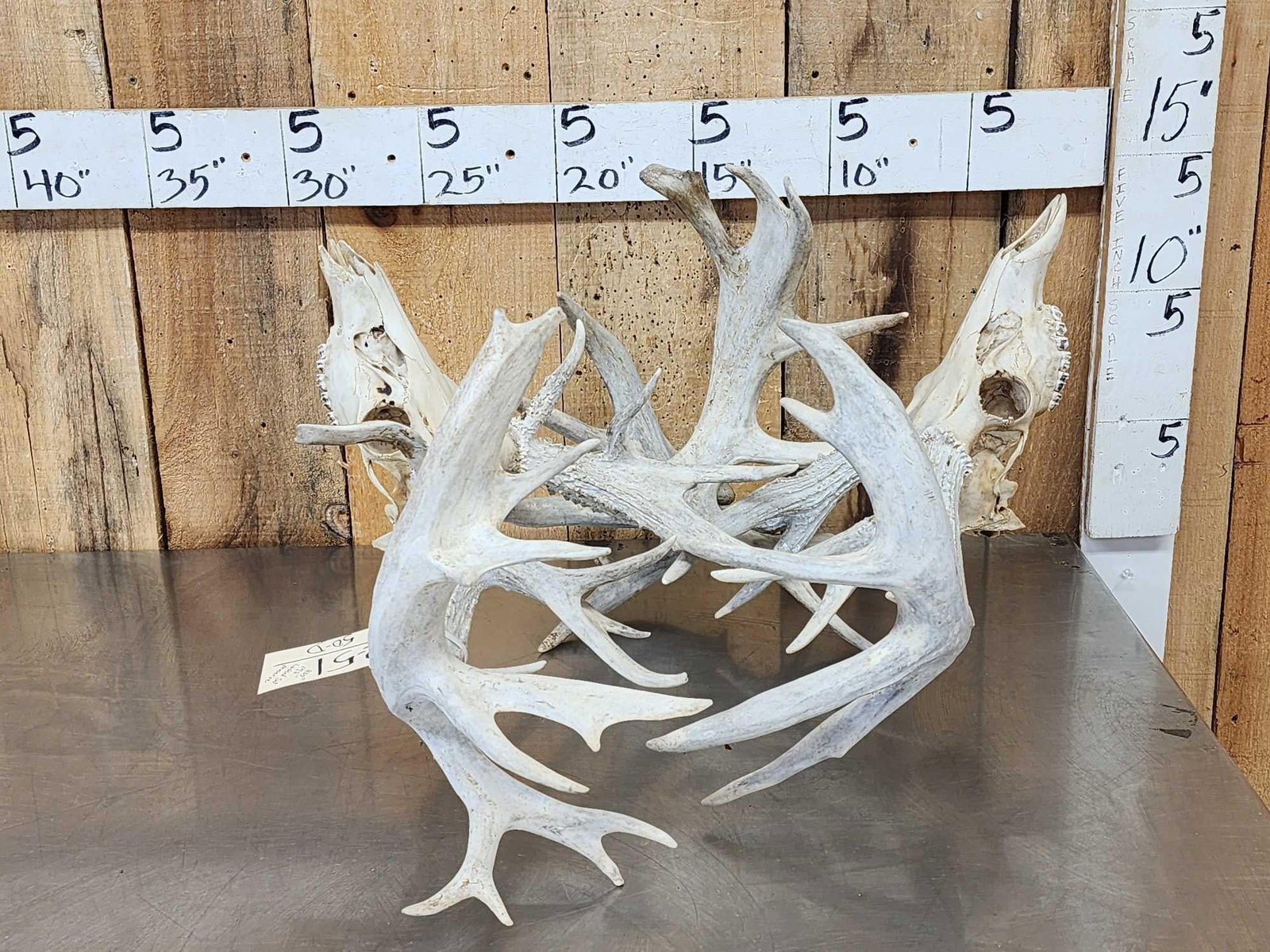 Monster Set Of Locked Whitetail Deer Antlers On Skulls: 62.51 Big preserve deer 237" 172" great look kind of a rare piece