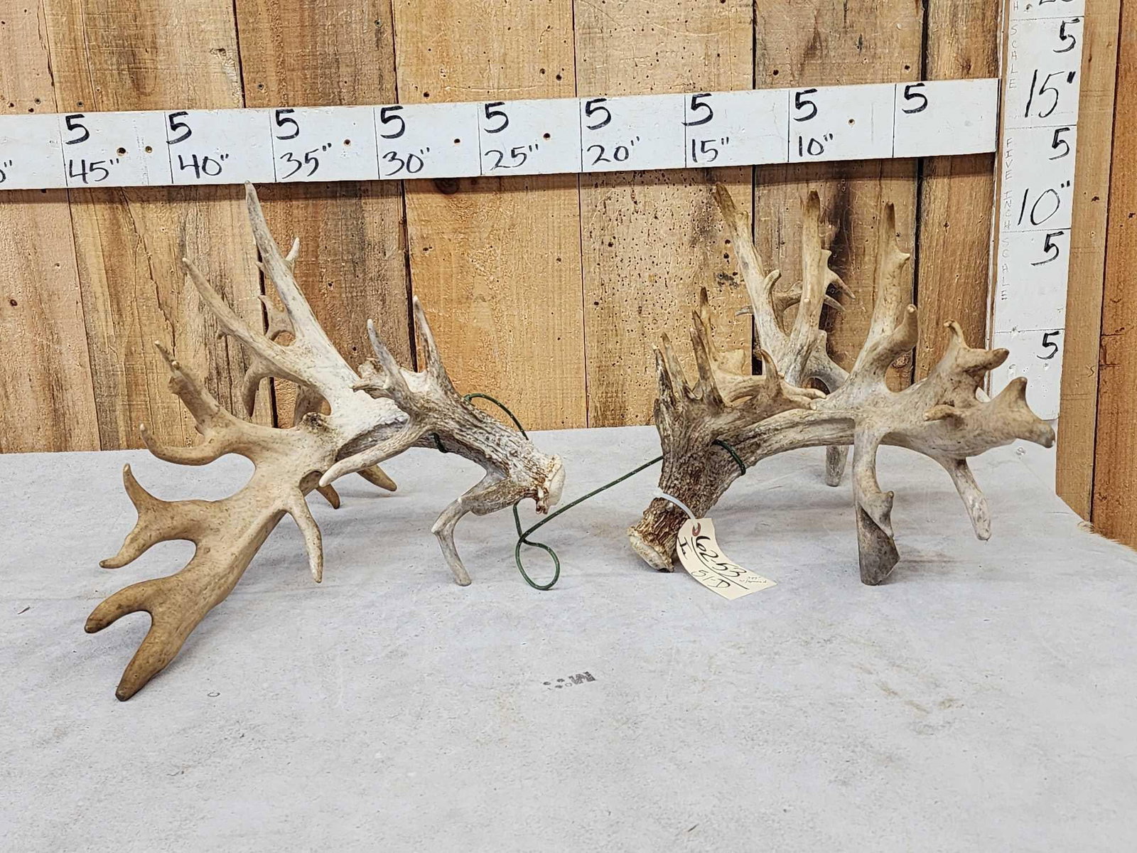 MONSTER 377" Whitetail Shed Antlers: 62.53 HEAVY mass throughout self displaying sheds tons of extras score is with spread credit 9.5 Lbs