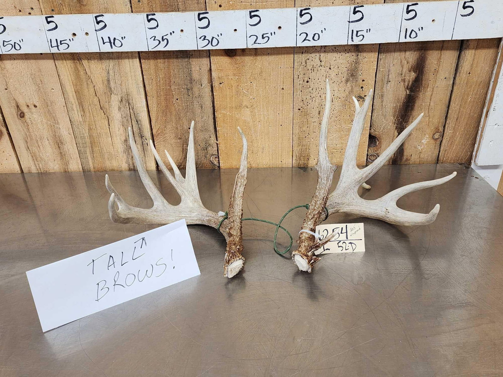 Set Of 203" Whitetail Shed Antlers: 62.54 Great color preserve sheds giant brows score is with spread credit