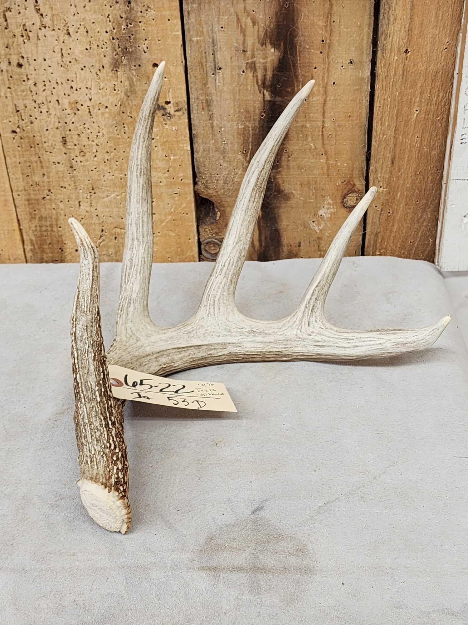 79 2/8" Texas Low Fence Whitetail Shed Antler (1 of 5)
