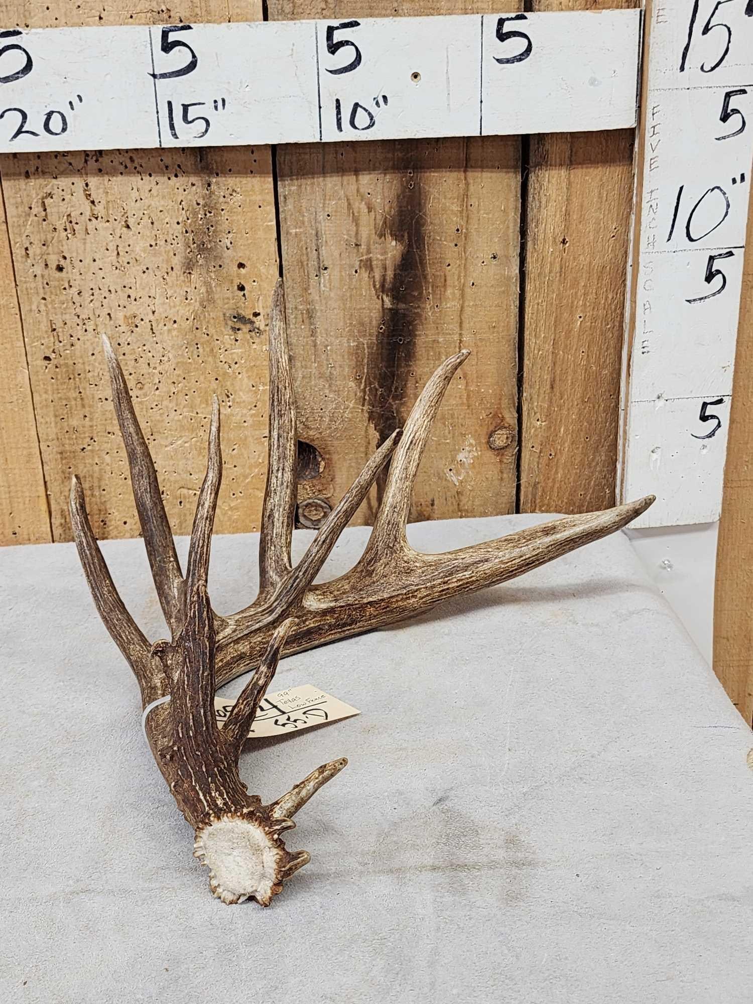 99" Texas Low Fence Whitetail Shed Antler (1 of 4)