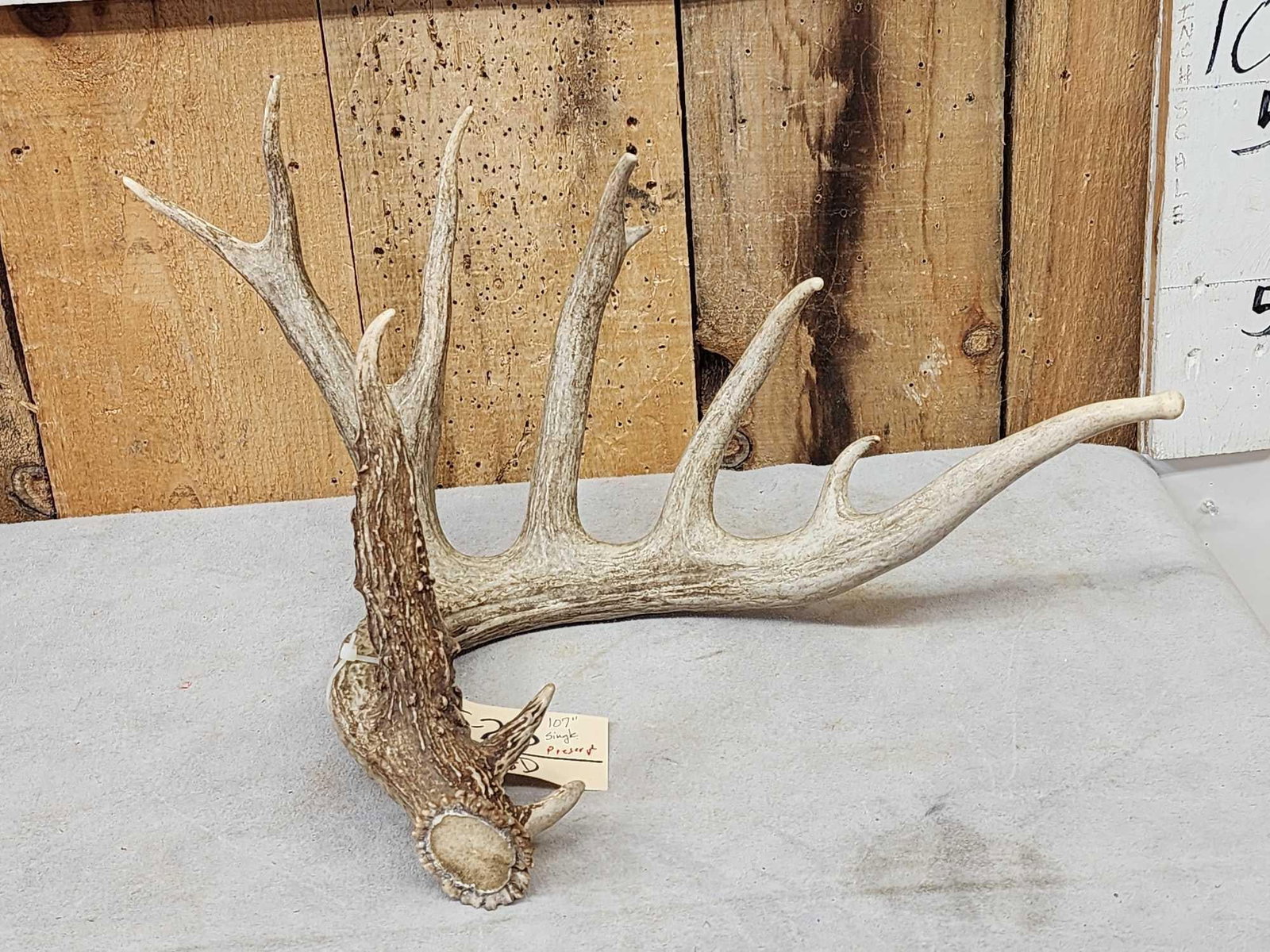 Big 107" Main Frame 6 Point Shed Antler (1 of 5)
