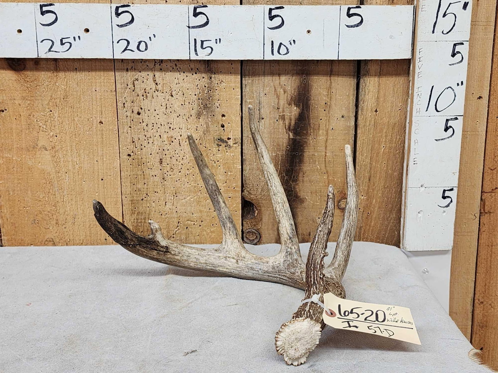 81" Wild Kansas Whitetail Shed Antler (1 of 5)