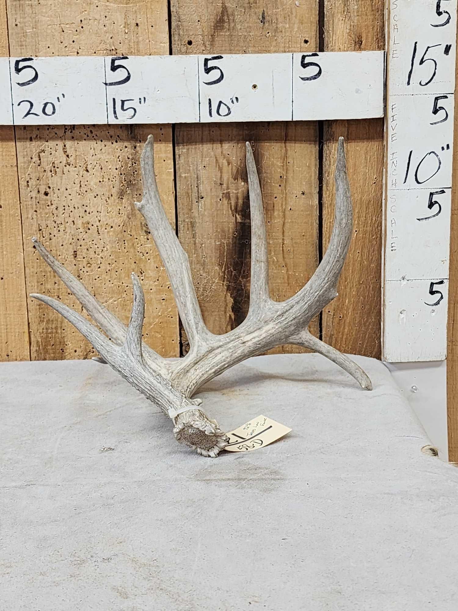 92 2/8" Texas Low Fence Whitetail Shed Antler (1 of 4)