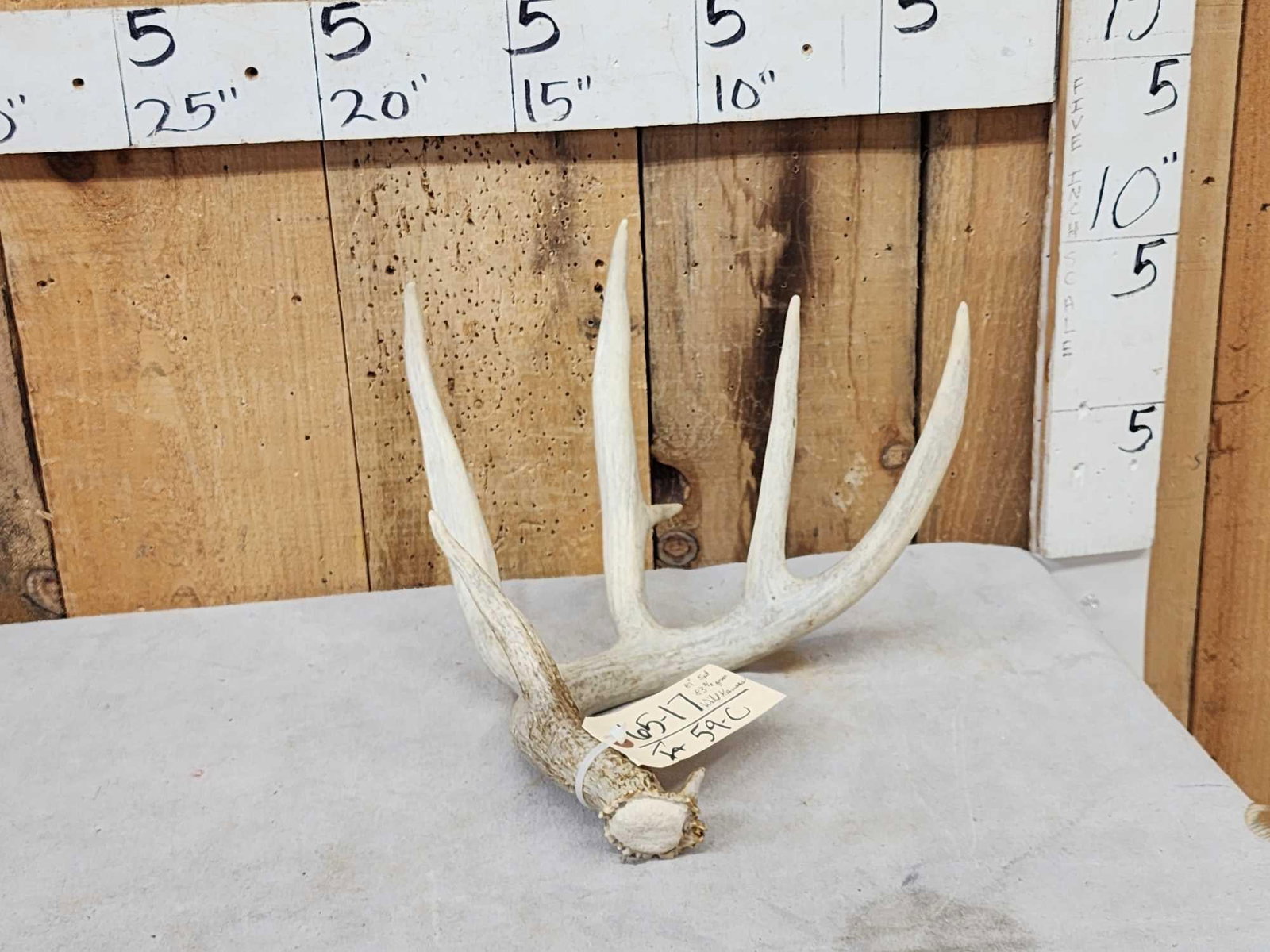 81" 5 Point Wild Kansas Whitetail Shed Antler (1 of 3)