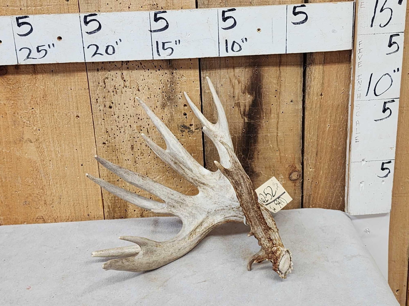 Monster 120" Whitetail Shed Antler: 65.52 Double row tines heavy palmation great color preserve shed