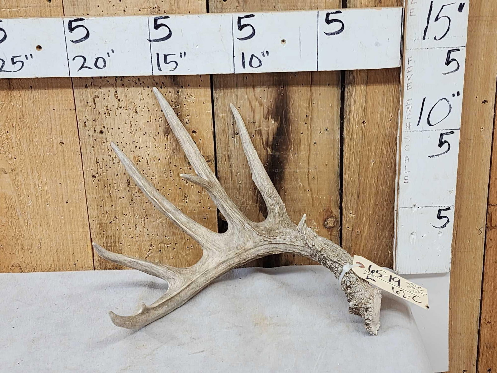 85 7/8" Low Fence Texas Whitetail Shed Antler (1 of 4)