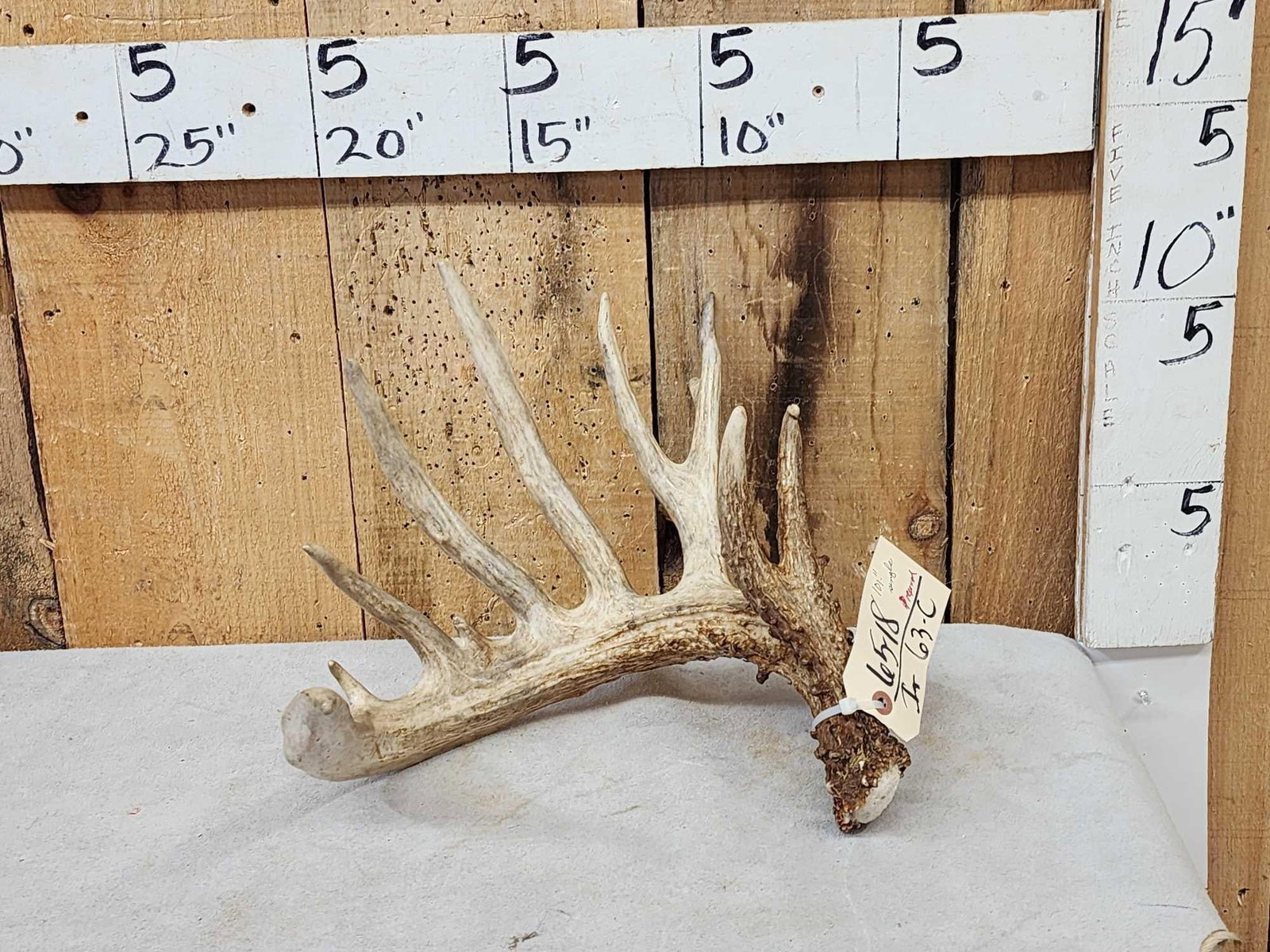 101" Whitetail Shed Antler (1 of 4)