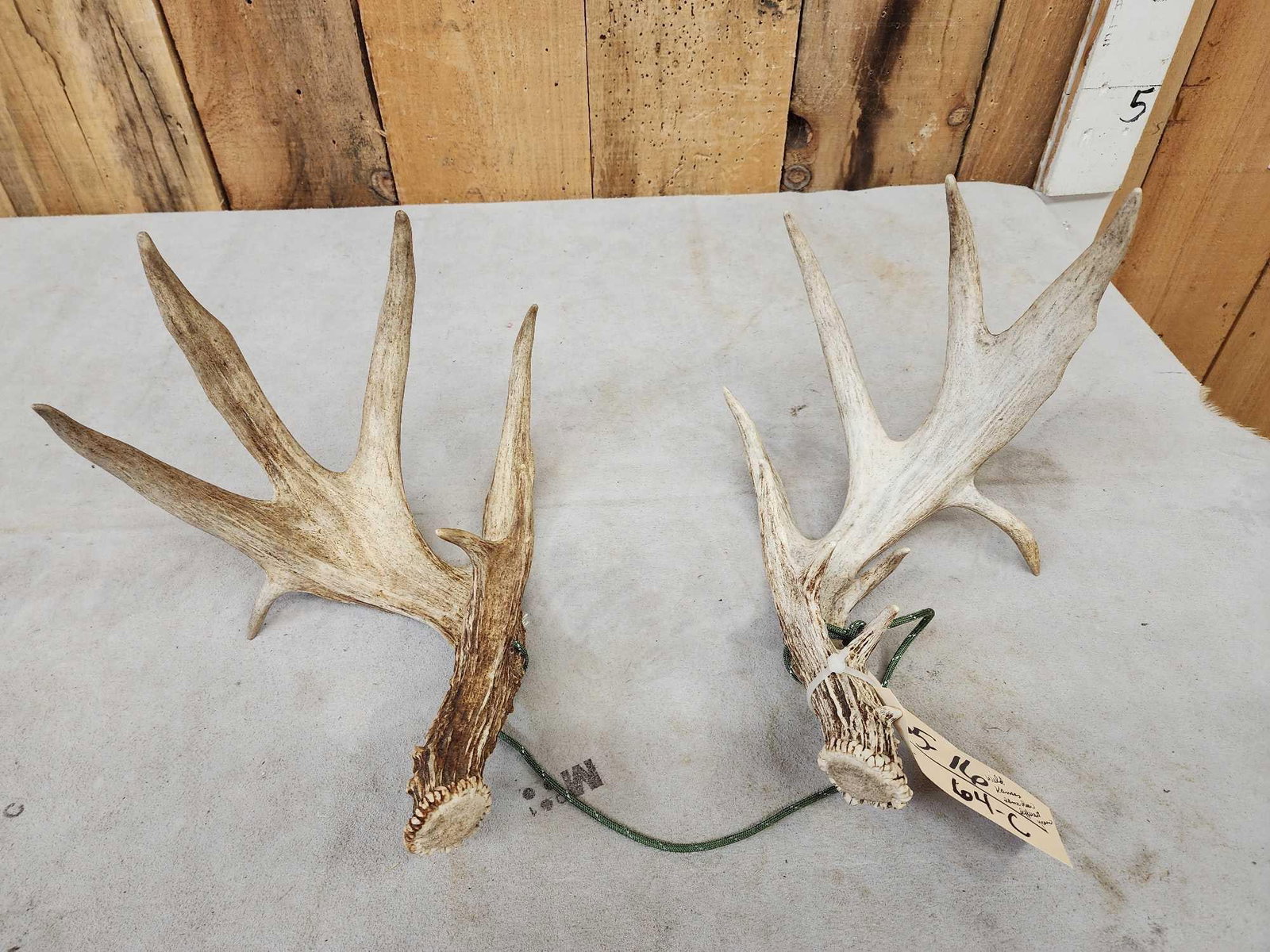 Palmated Wild Kansas Consecutive Whitetail Shed Antlers (1 of 6)