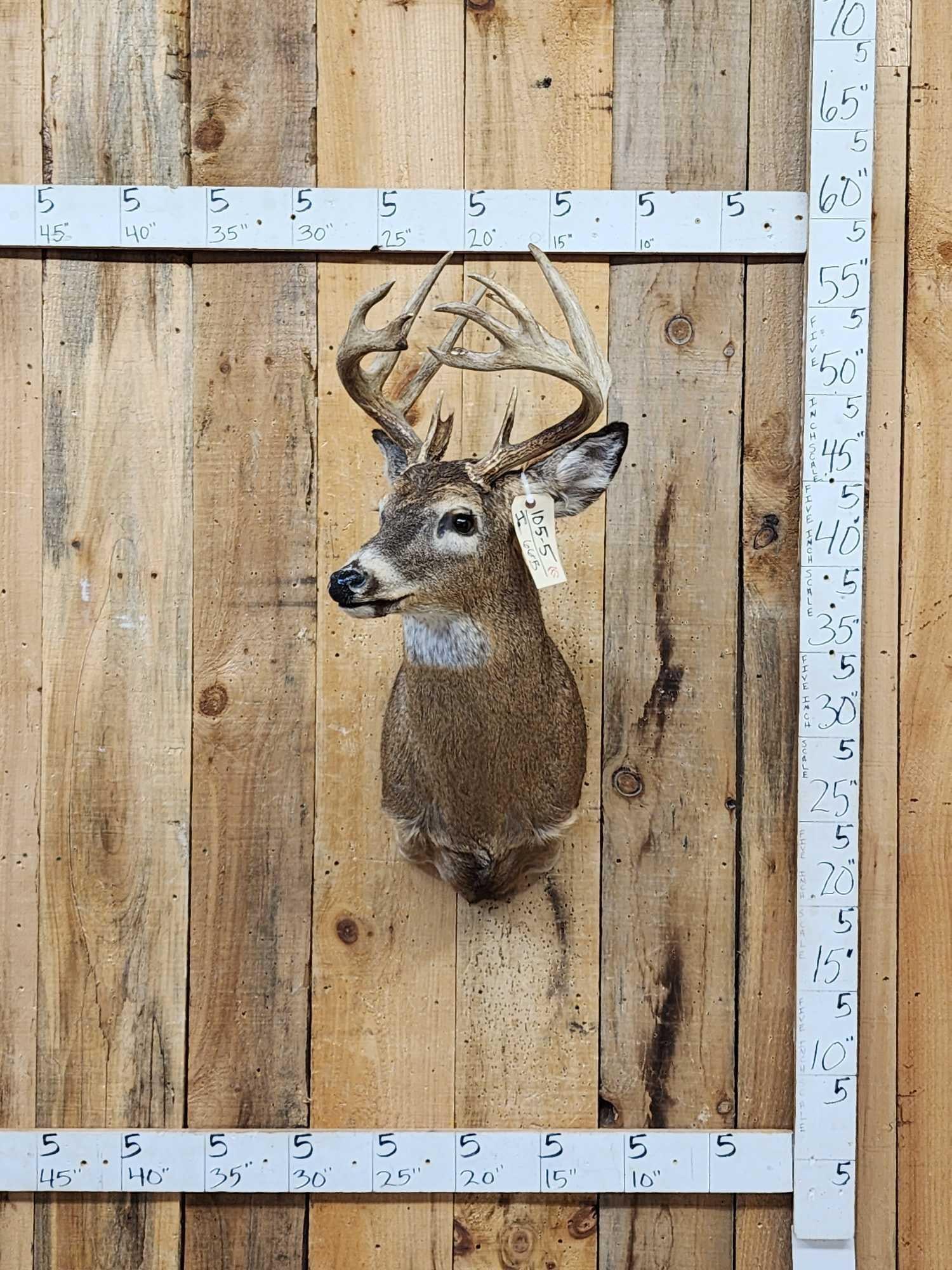 Cool Nontypical Whitetail Shoulder Mount Taxidermy (1 of 7)