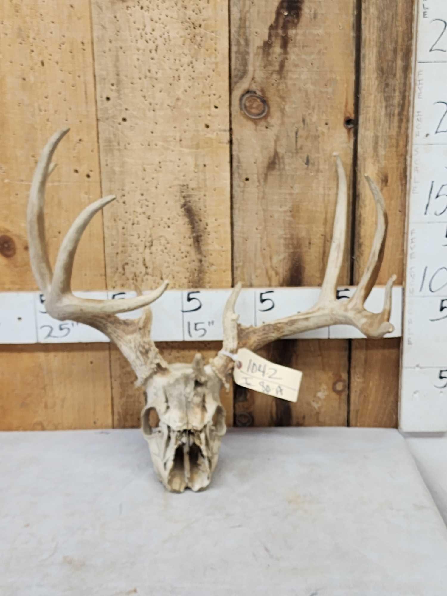 Main Frame 4x5 Whitetail Antlers On Skull With Unicorn Point: 104.2 Unusual deer with separate 3rd pedicle