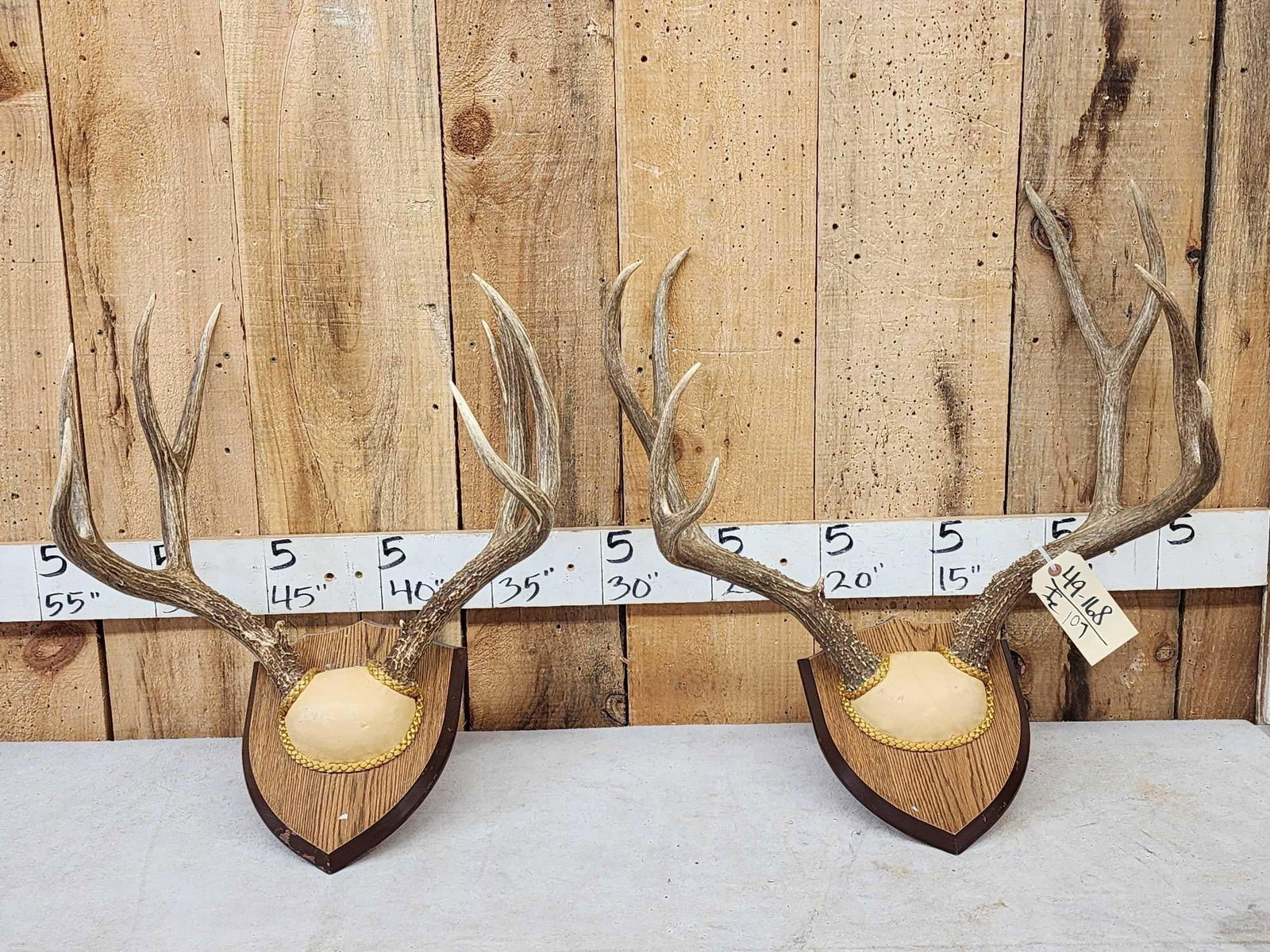 2 Sets Of Mule Deer Antlers On Plaques: 49.168 Good size antlers awesome color