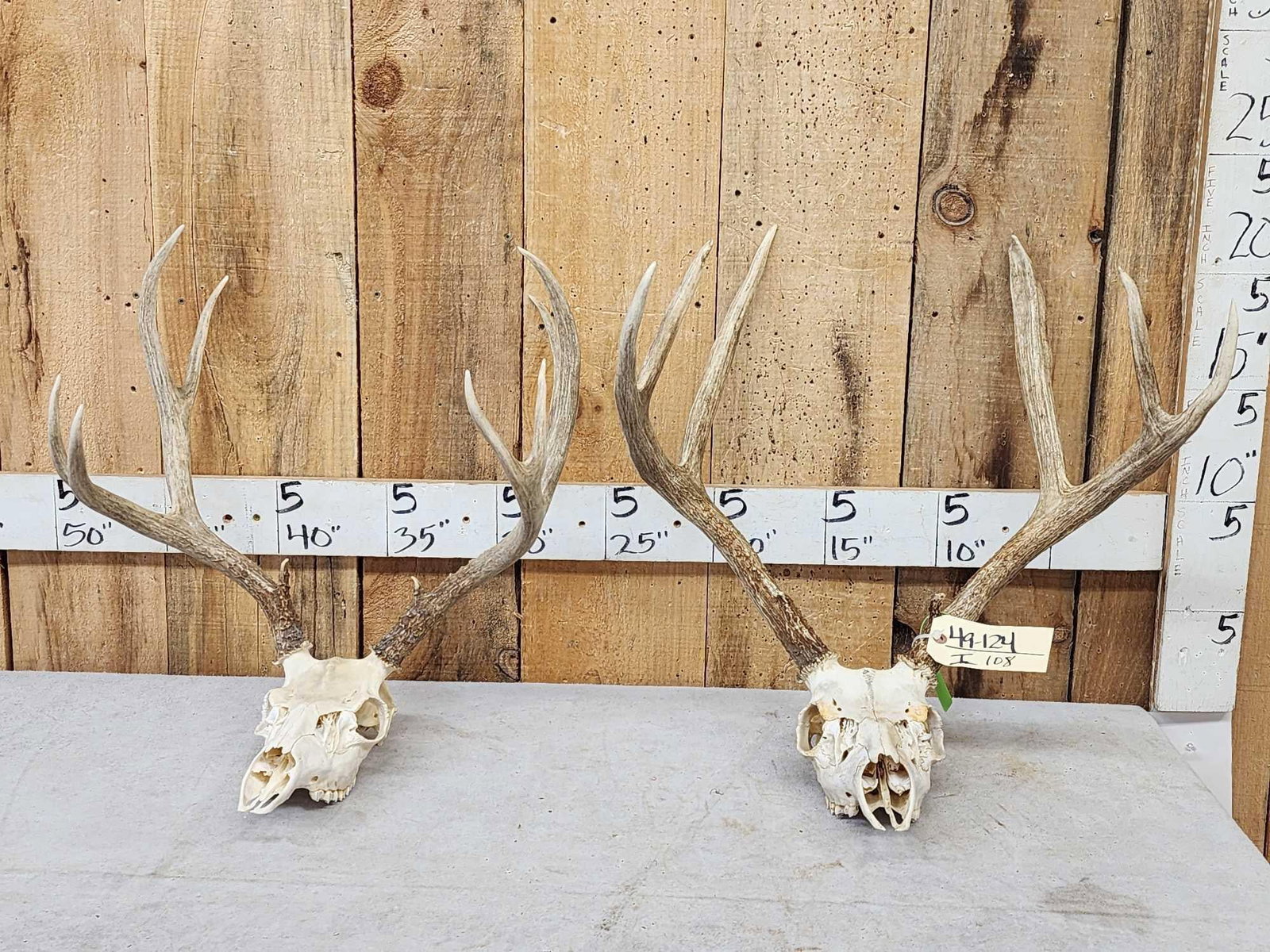2 Sets Of Mule Deer Antlers On Skulls: 49.124 Tall tines great color