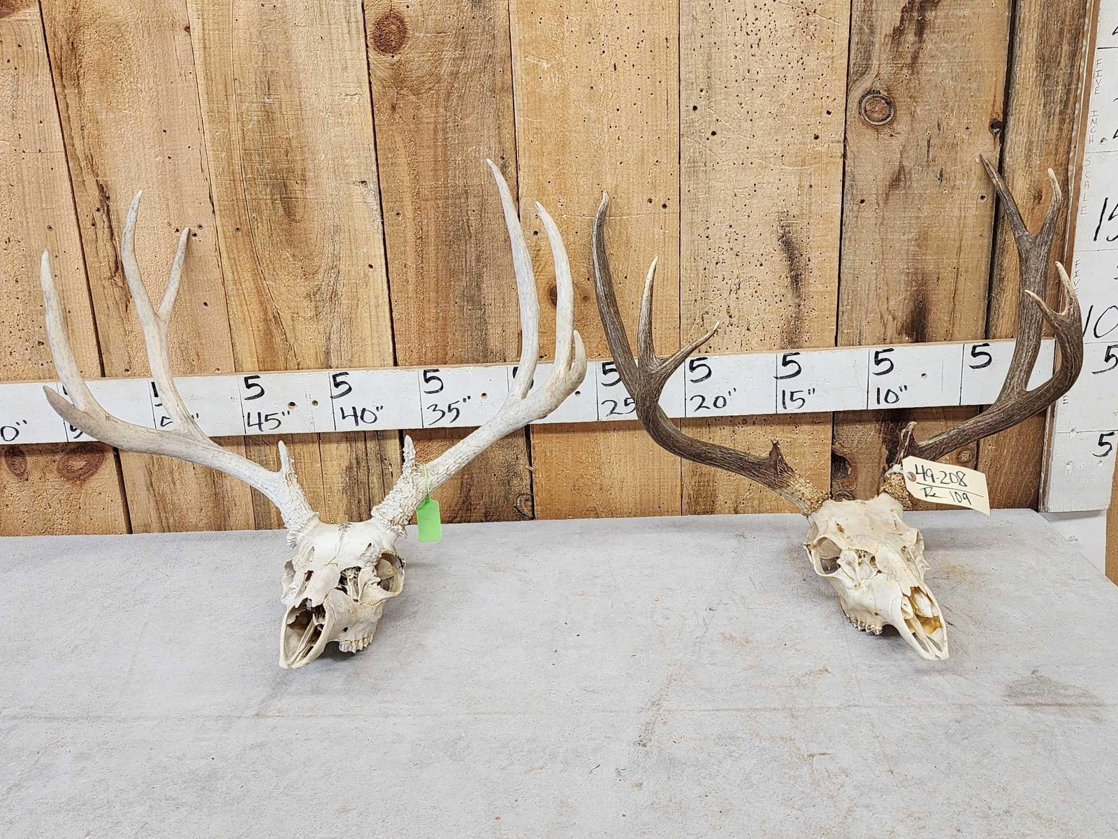 2 Sets Of Whitetail Antlers On Skull Plate: 49.208 Great for crafts or decor