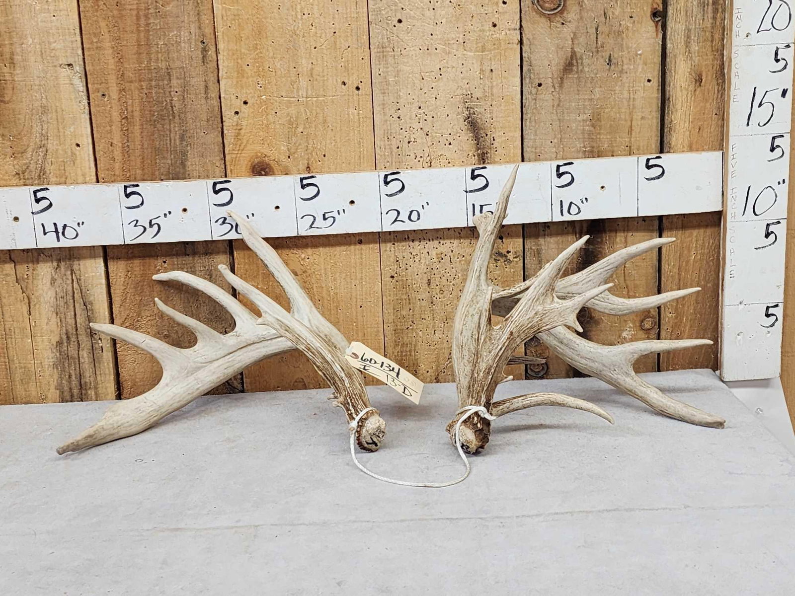 Set Of Big Nontypical Whitetail Shed Antlers: 60.134 Awesome color preserve sheds big brows 7.2 lbs