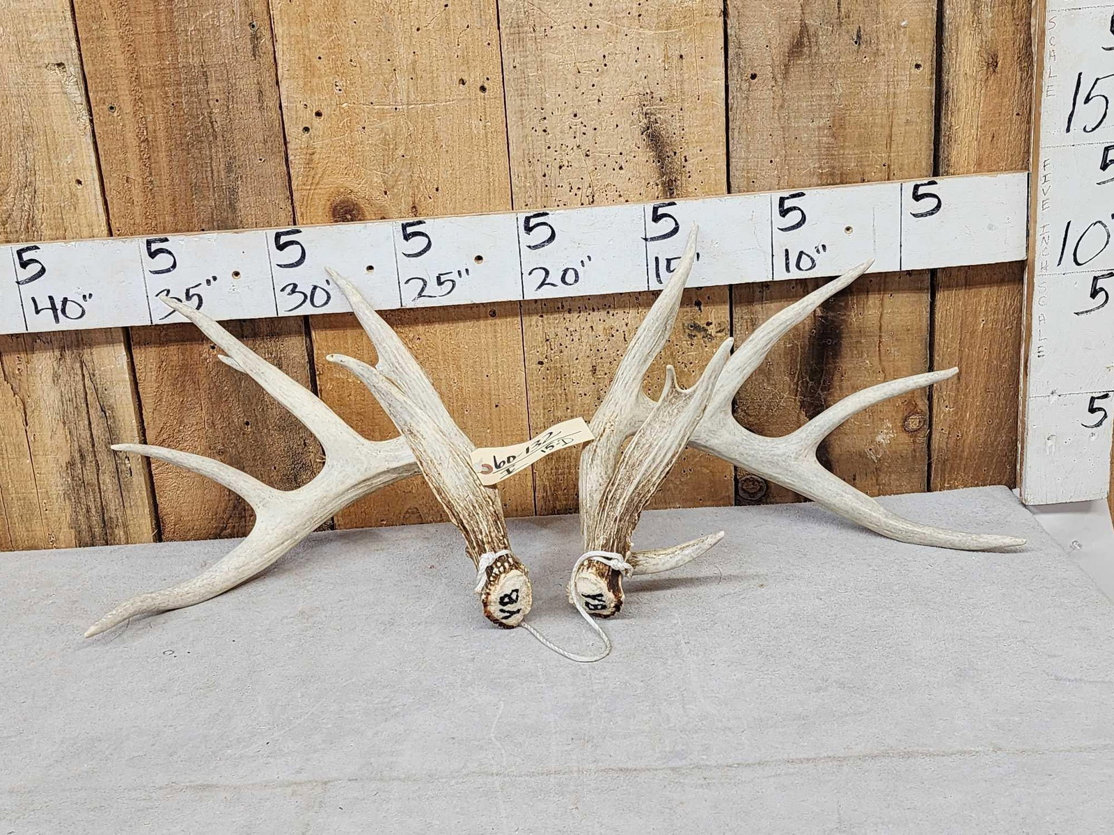 Set Of Main Frame 5x5 Whitetail Shed Antlers: 60.132 Good color on these big preserve sheds tall bladed brows long main beams great typical look 6 lbs