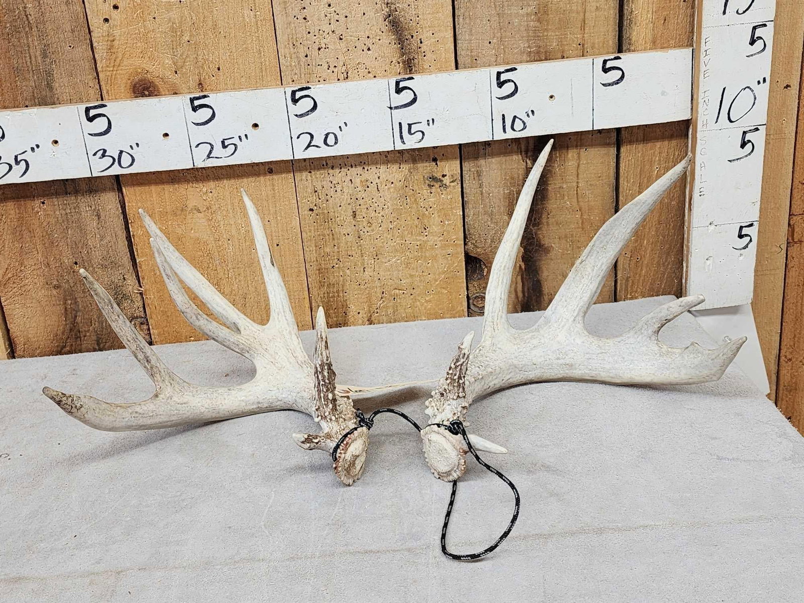 Set Of Main Frame 5x5 Whitetail Shed Antlers (1 of 4)
