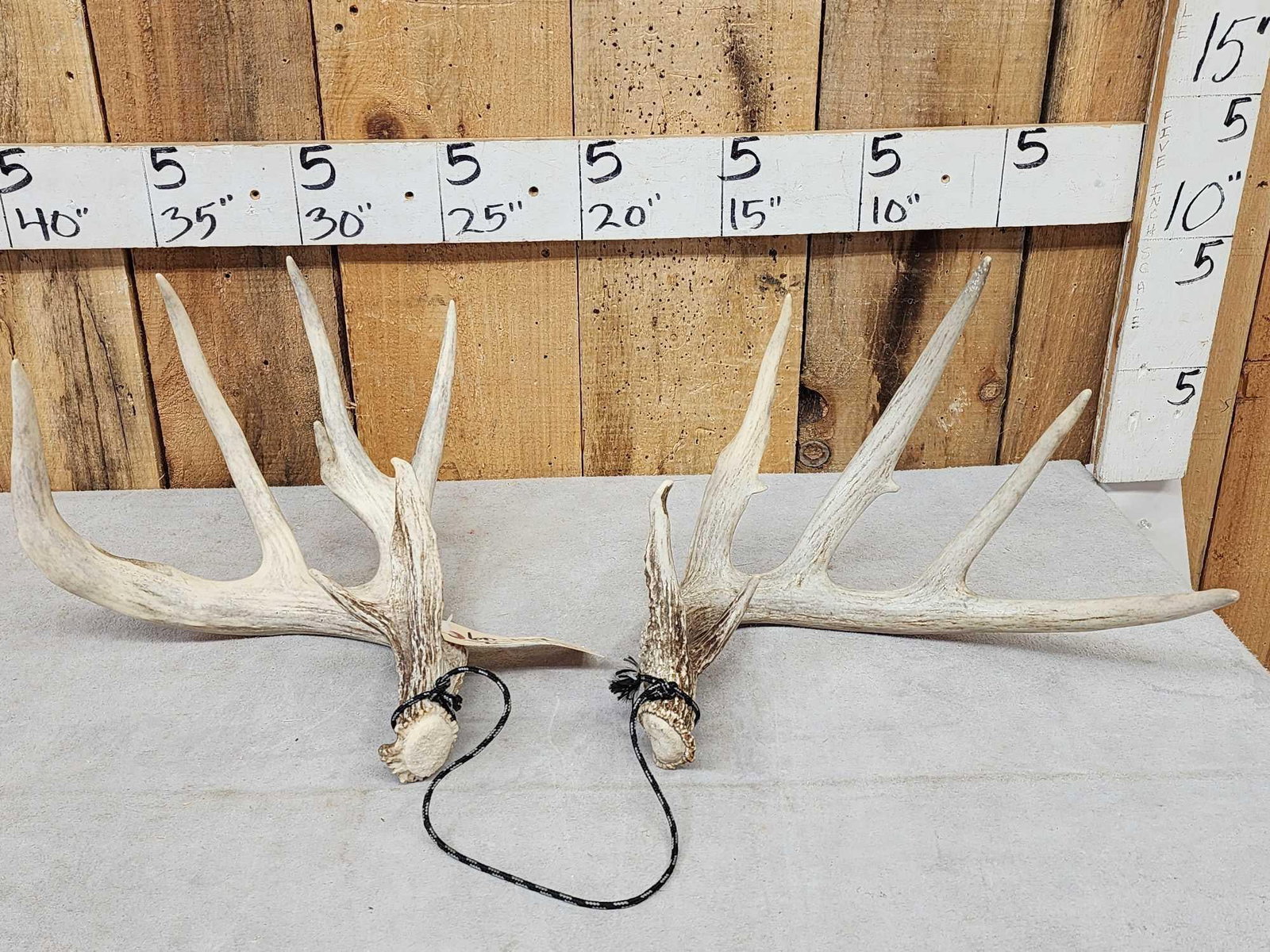 Set Of Main Frame 4x5 Whitetail Shed Antlers