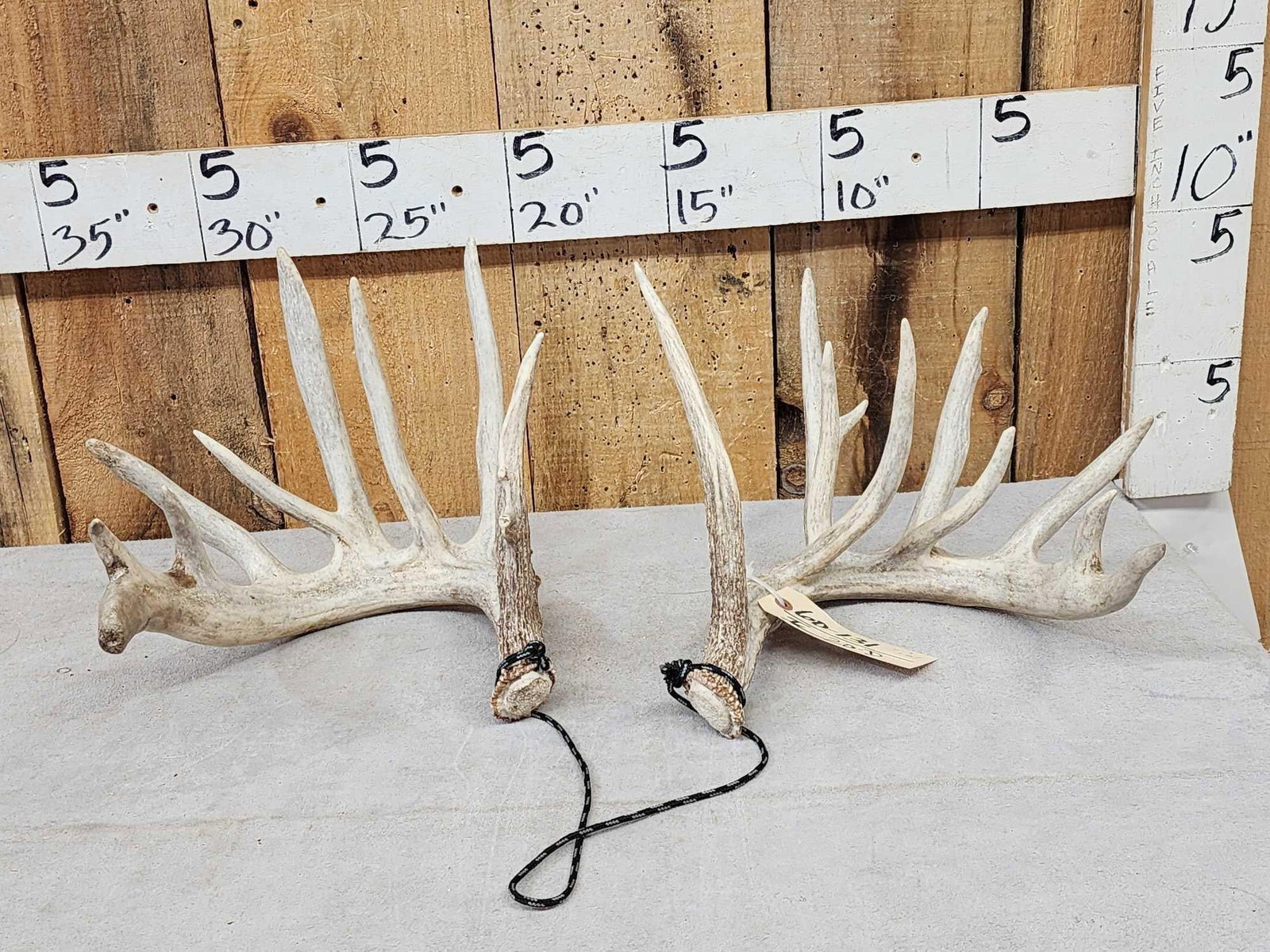 Big Set Of Nontypical Whitetail Shed Antlers: 60.131 Good color preserve sheds TALL brows lots of extras 5.3 Lbs