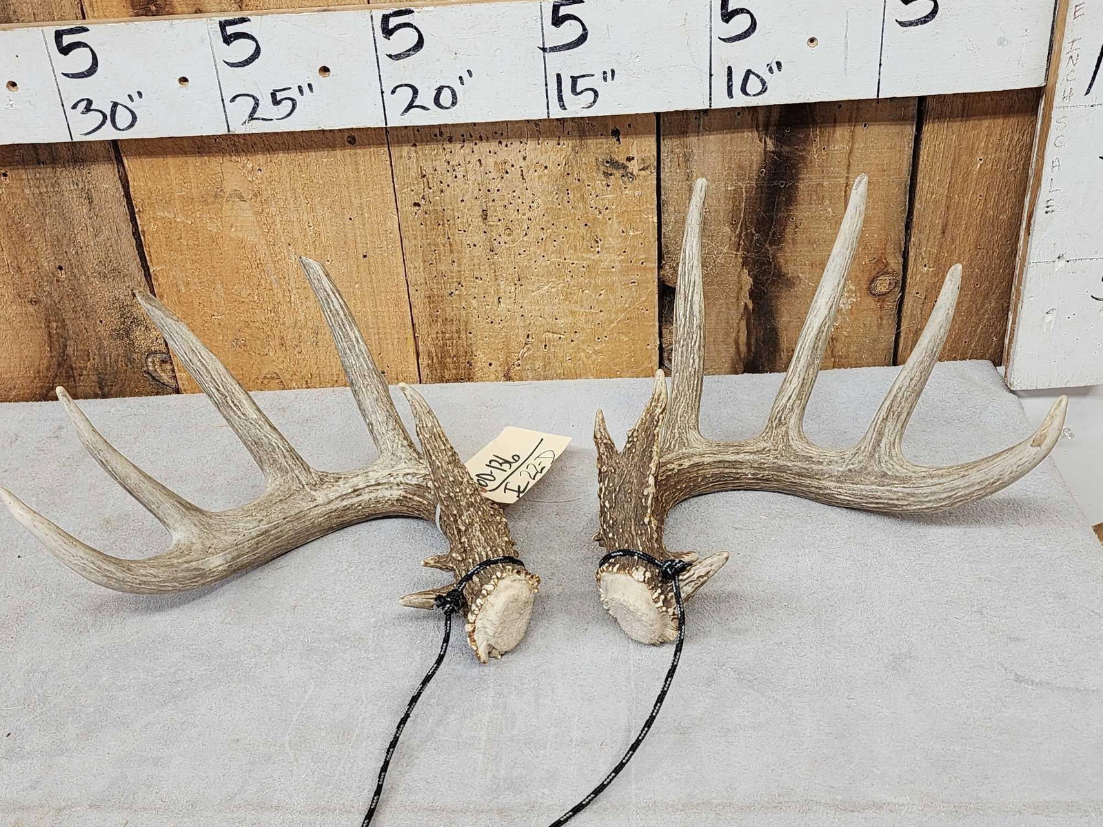 Set Of Heavy Mass 5x5 Whitetail Shed Antlers: 60.136 Appears to be wild sheds great color heavy beading 5 lbs