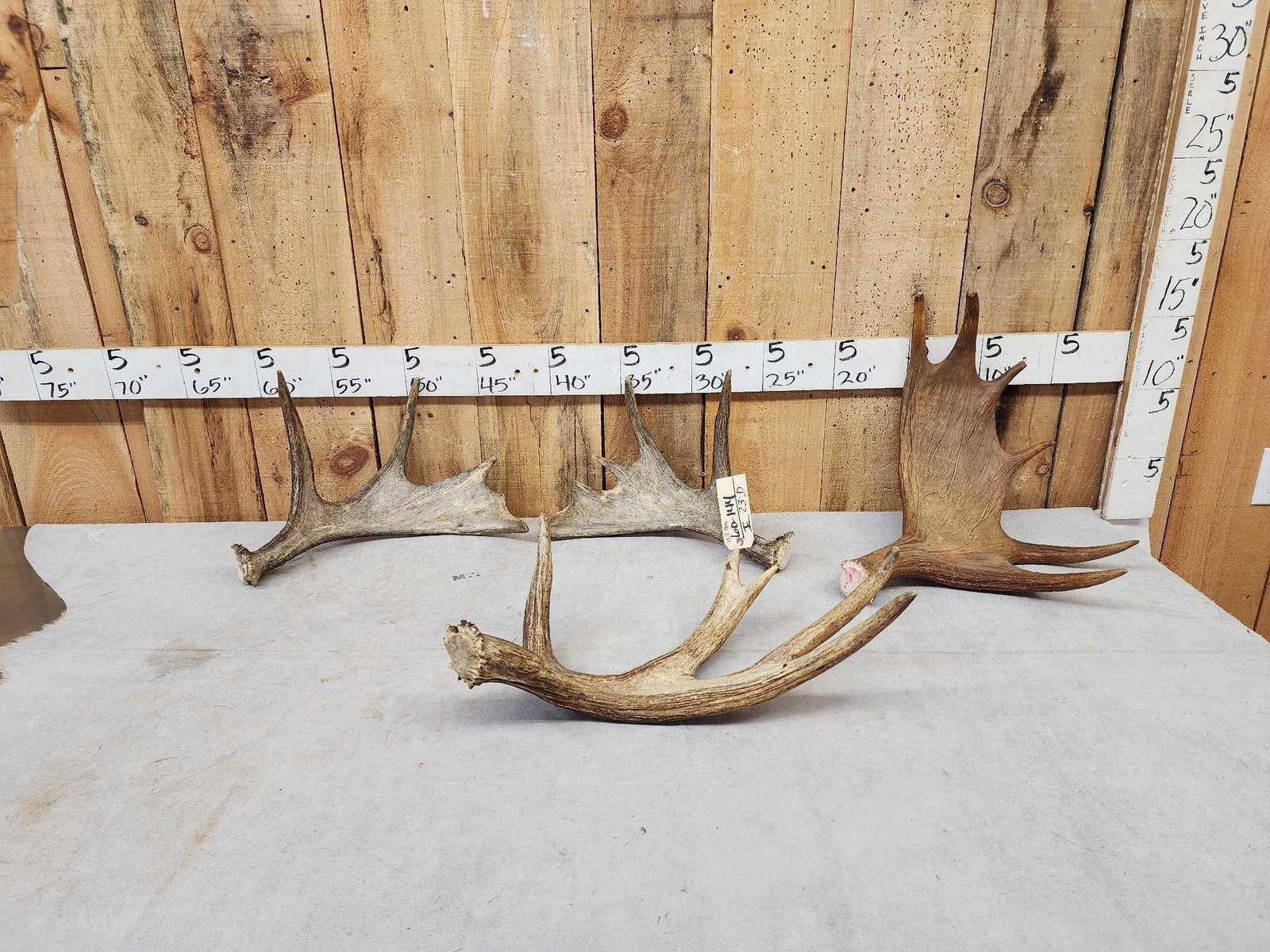 15.2 Lbs Of Moose Antlers: 60.144 Great for crafts or decor 3 cut below the burr 1 shed