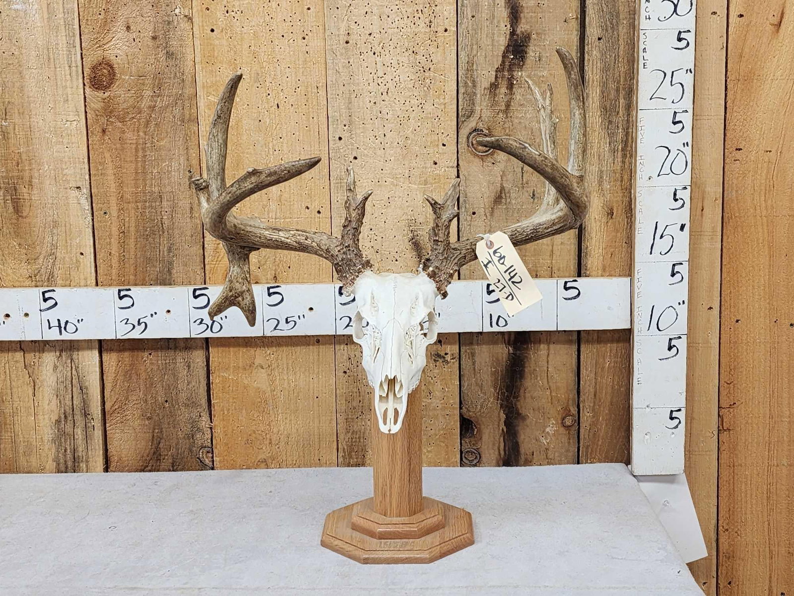 Main Frame 4x4 Whitetail Antlers On Skull & Stand: 60.142 Cool piece with droptine gross score 171 2/8"