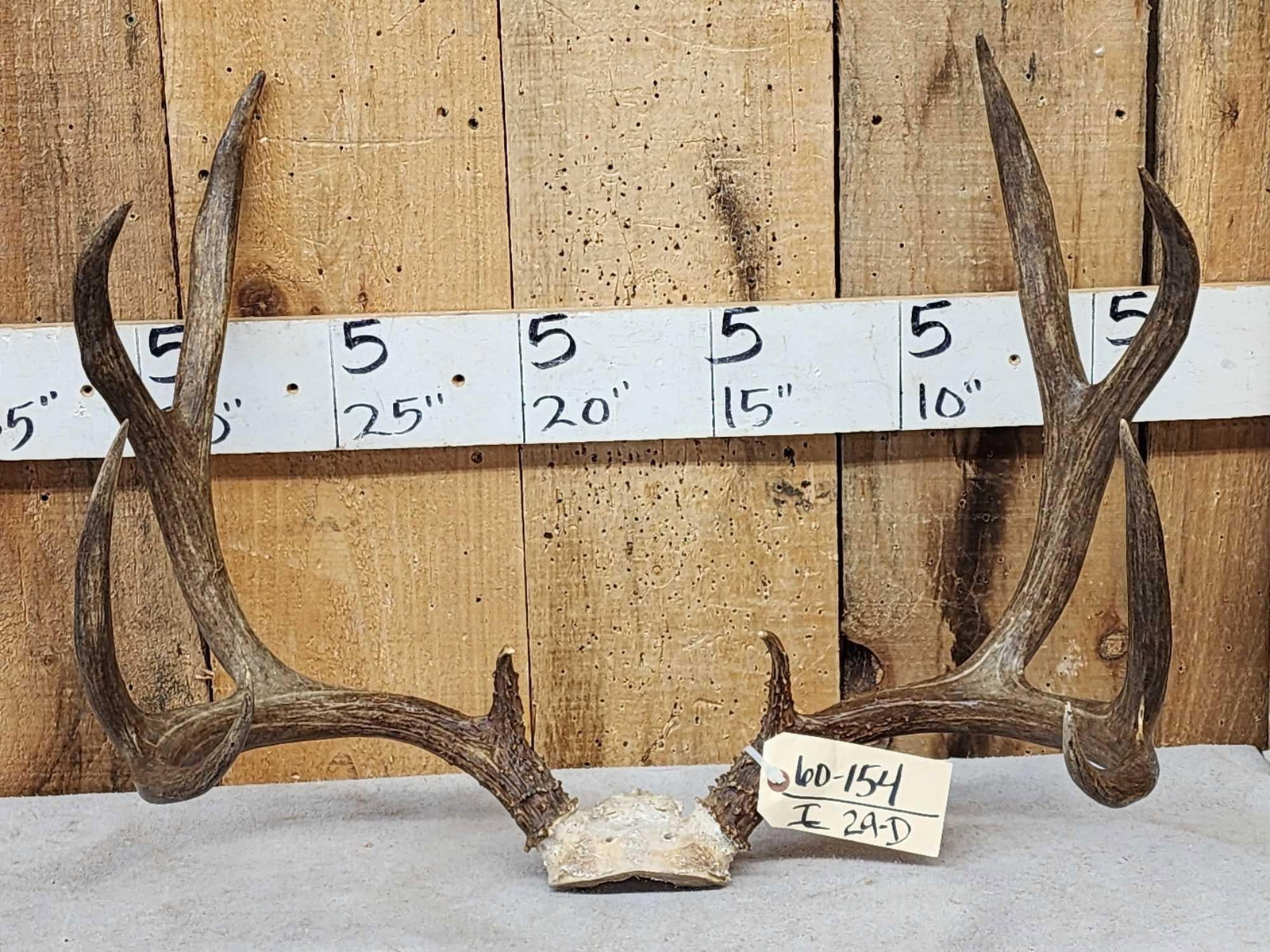 5x5 Mule Deer Antlers On Skull Plate: 60.154 Awesome dark color great look