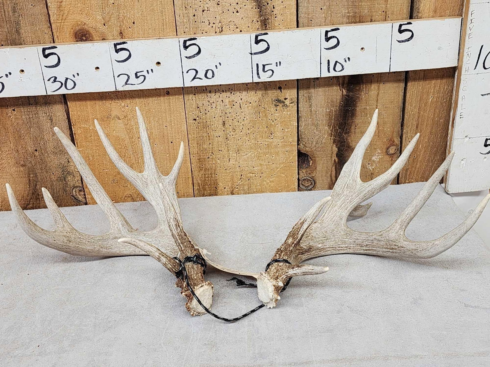 Set Of Main Frame 4x5 Whitetail Shed Antlers: 60.125 Good color split g2s clustered brows with extras 4.4 Lbs